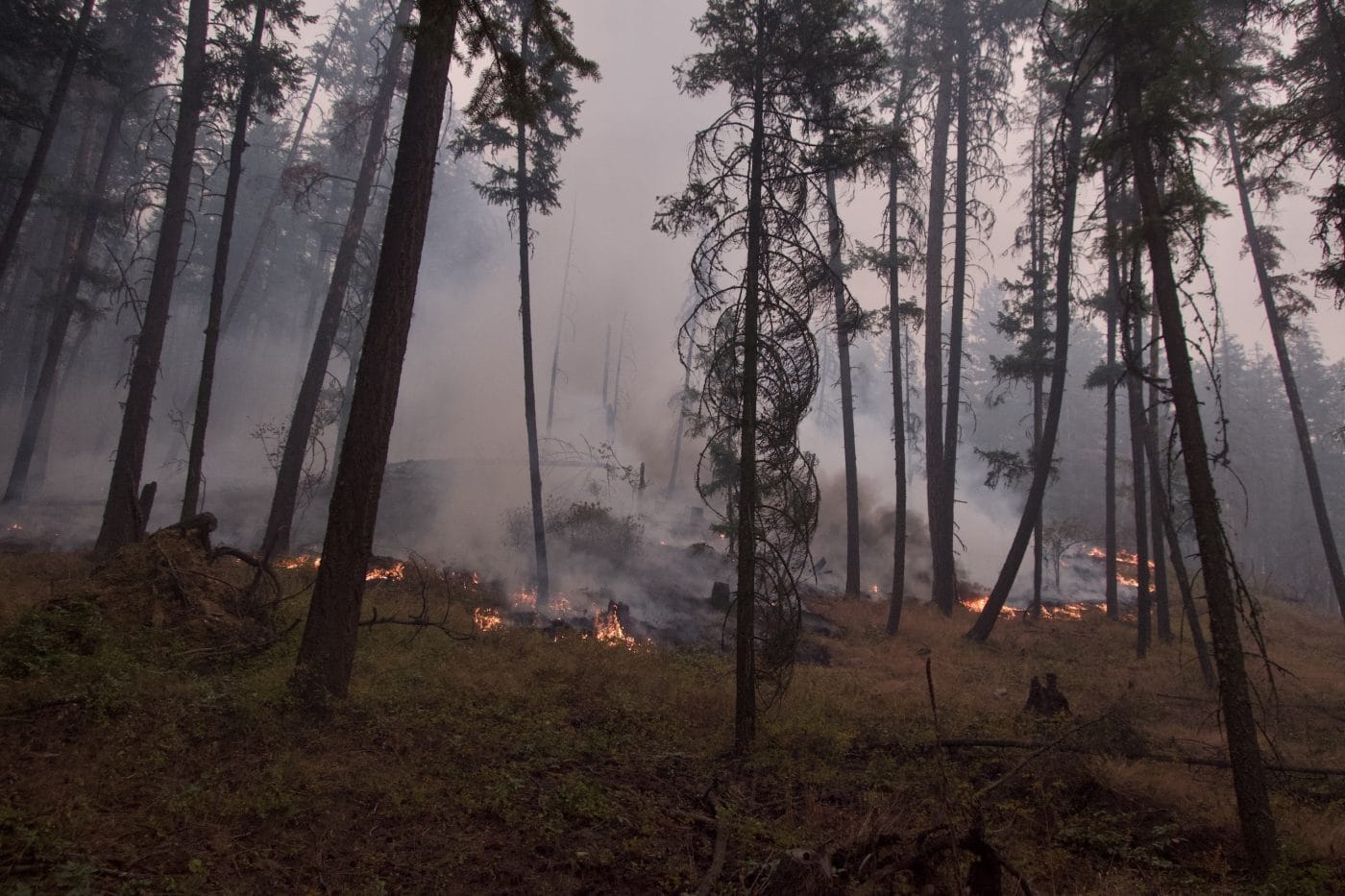 Flames are seen on the ground in a forest during the 2023 Scotch Creek wildfires in B.C.