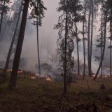 Flames are seen on the ground in a forest during the 2023 Scotch Creek wildfires in B.C.