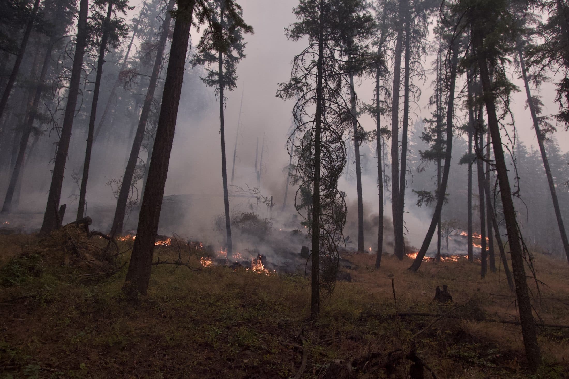 Flames are seen on the ground in a forest during the 2023 Scotch Creek wildfires in B.C.