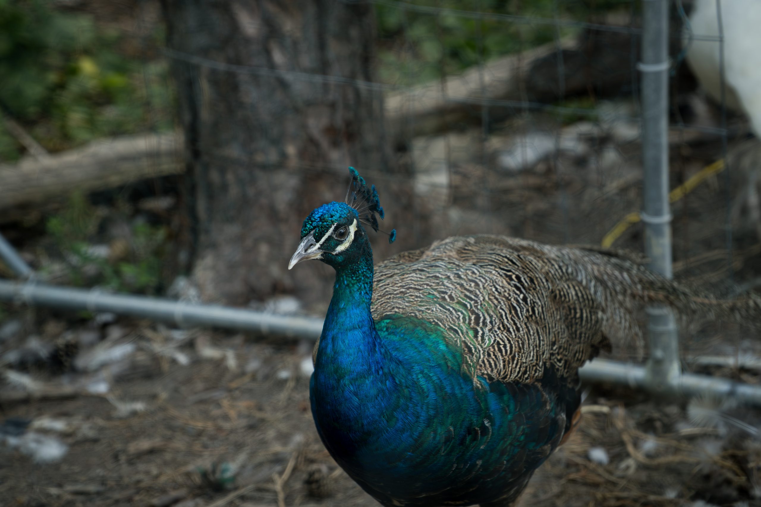 A close up of a peacock
