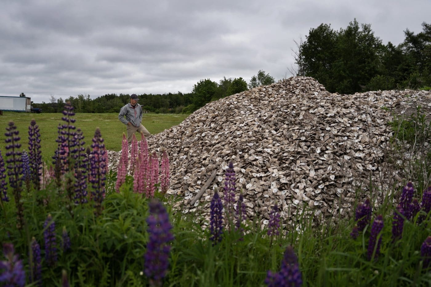 A man stands in front of a pile of oyster shells in a grassy field.