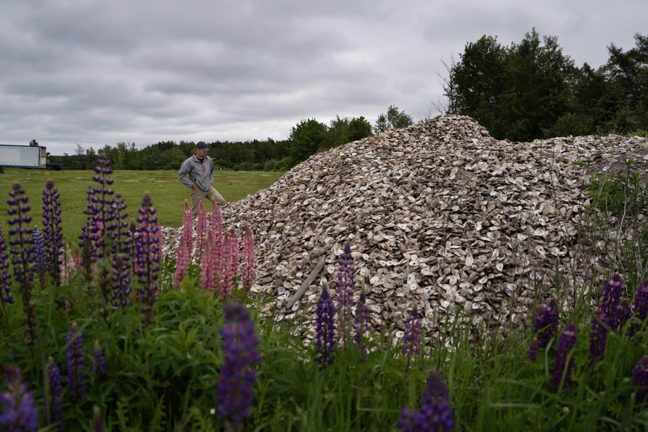 A man stands in front of a pile of oyster shells in a grassy field.