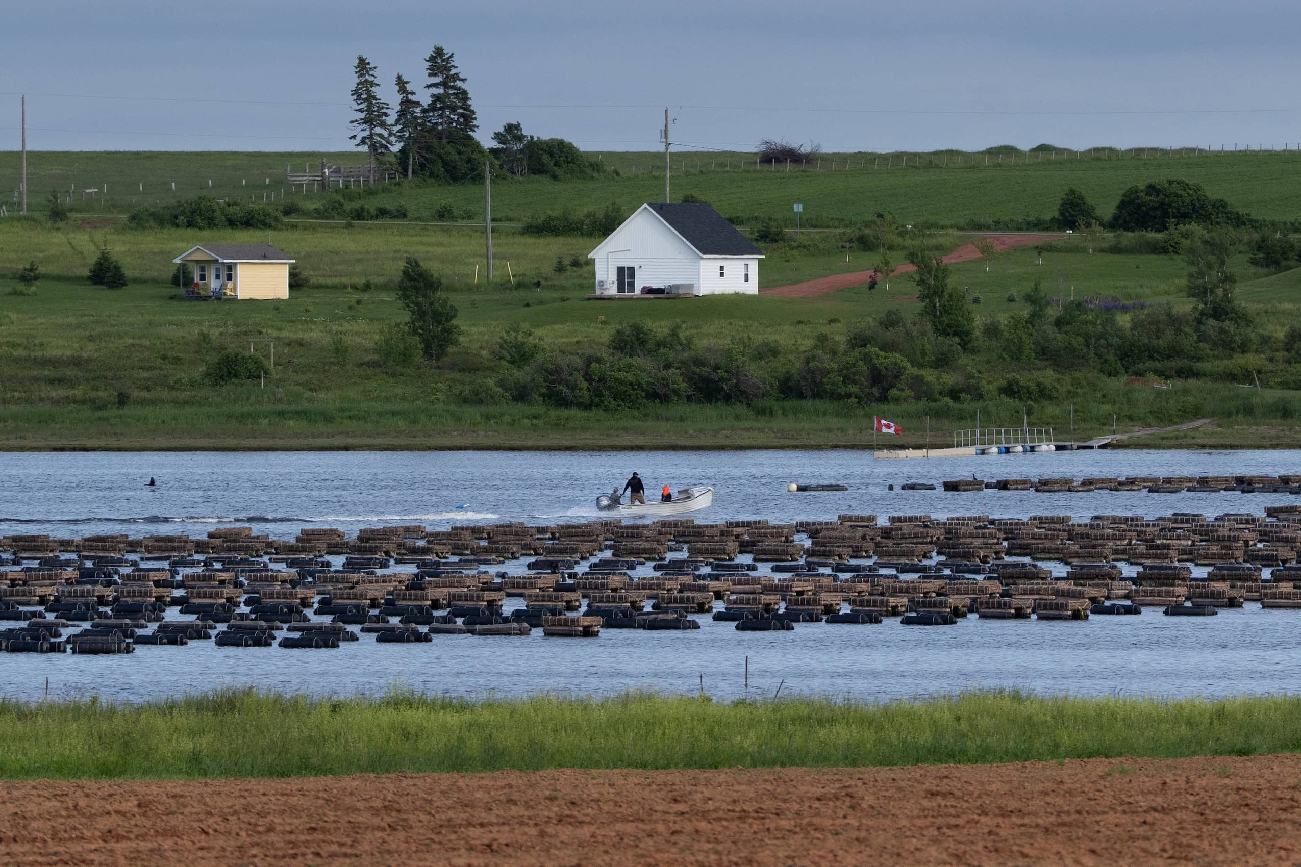 Oyster farms on the water in front of a rural countryside.