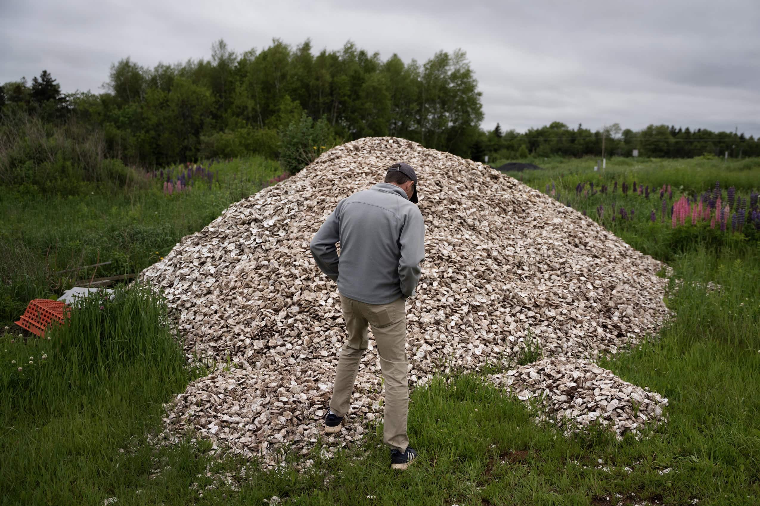 A man stands in front of a pile of oyster shells on a grassy field