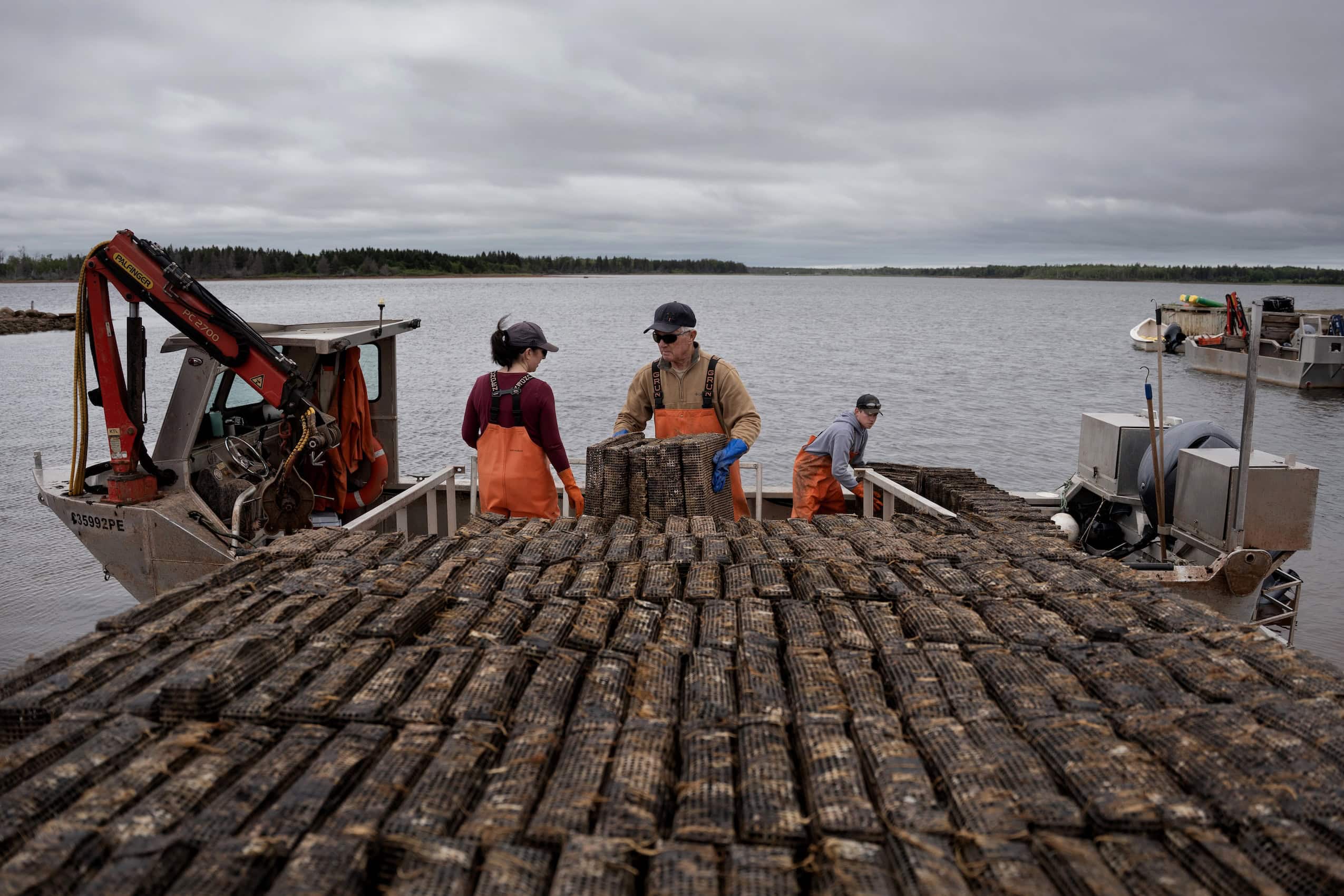 The Horne family unloading oyster cages filled with new seed off their boat.