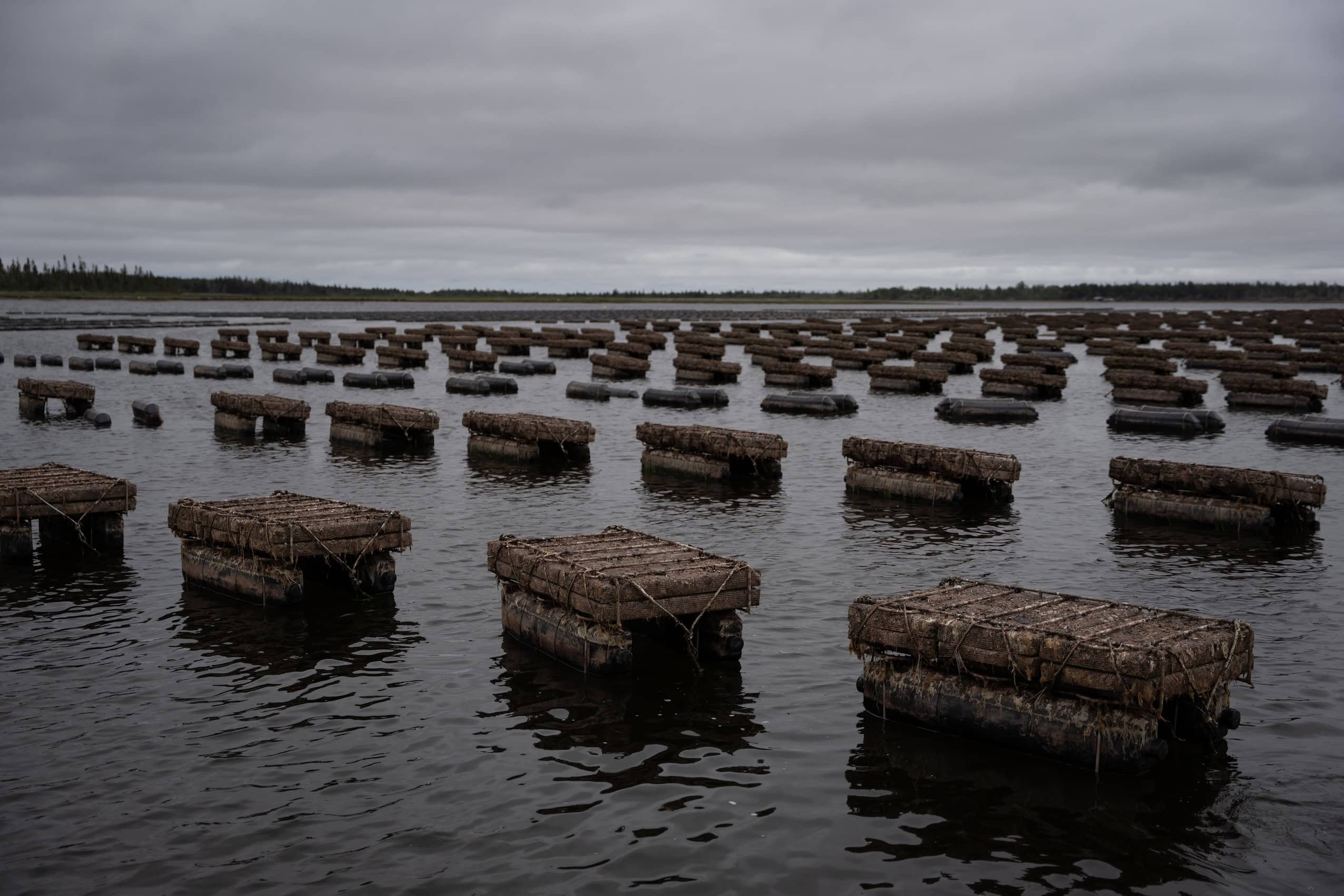 Oyster cages lined up on an oyster farm in the ocean.
