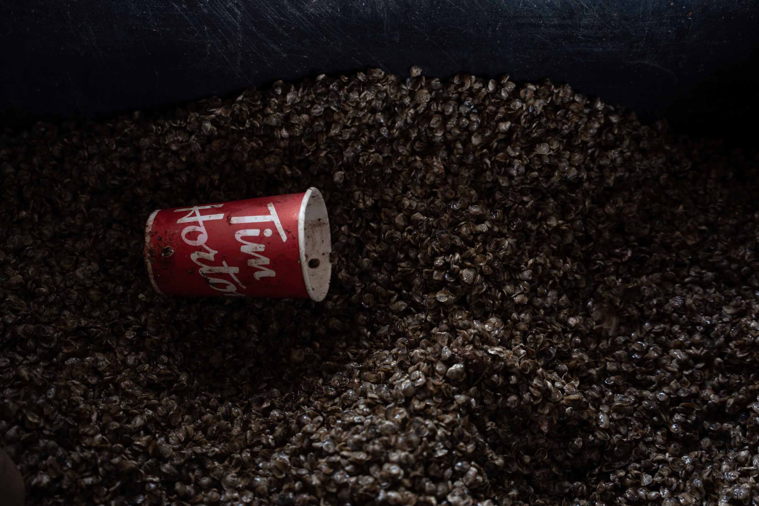 Close-up on brown oyster seeds with a red Tim Hortons cup strewn among them.