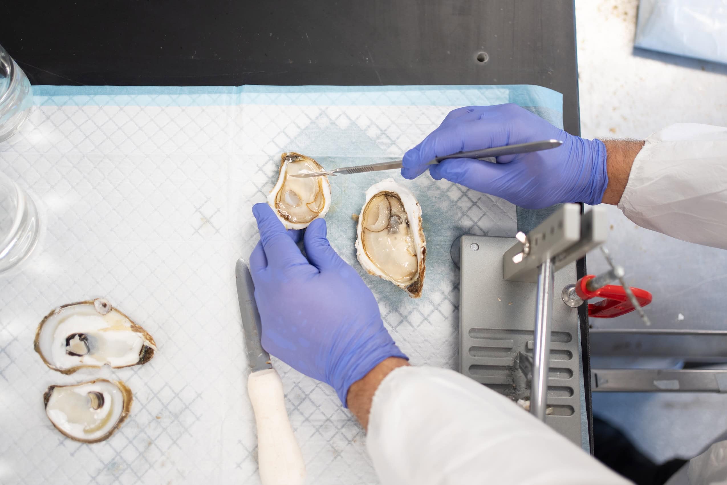 A scientist examins an oyster on a metal table.