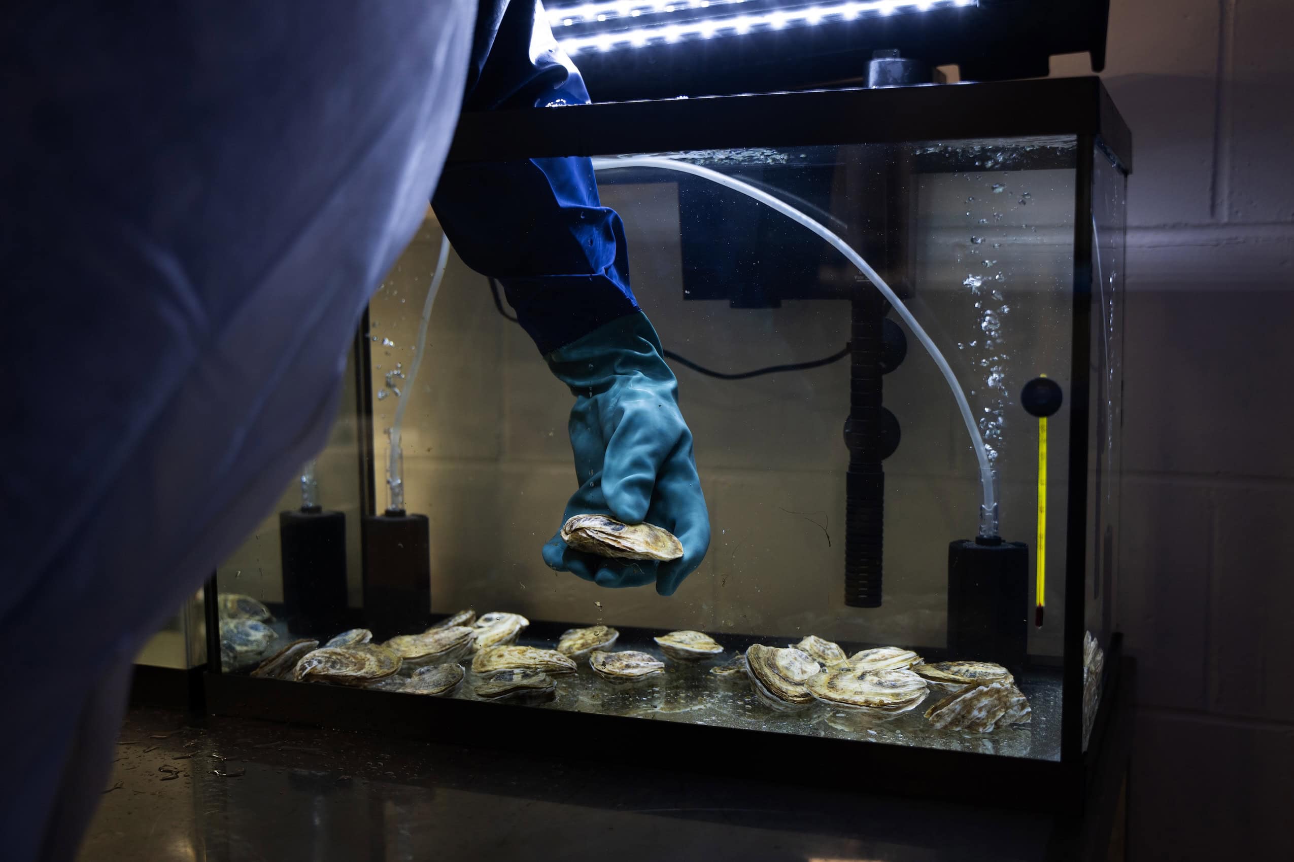 A gloved hand pulling an oyster out of a tank with other oysters in it.