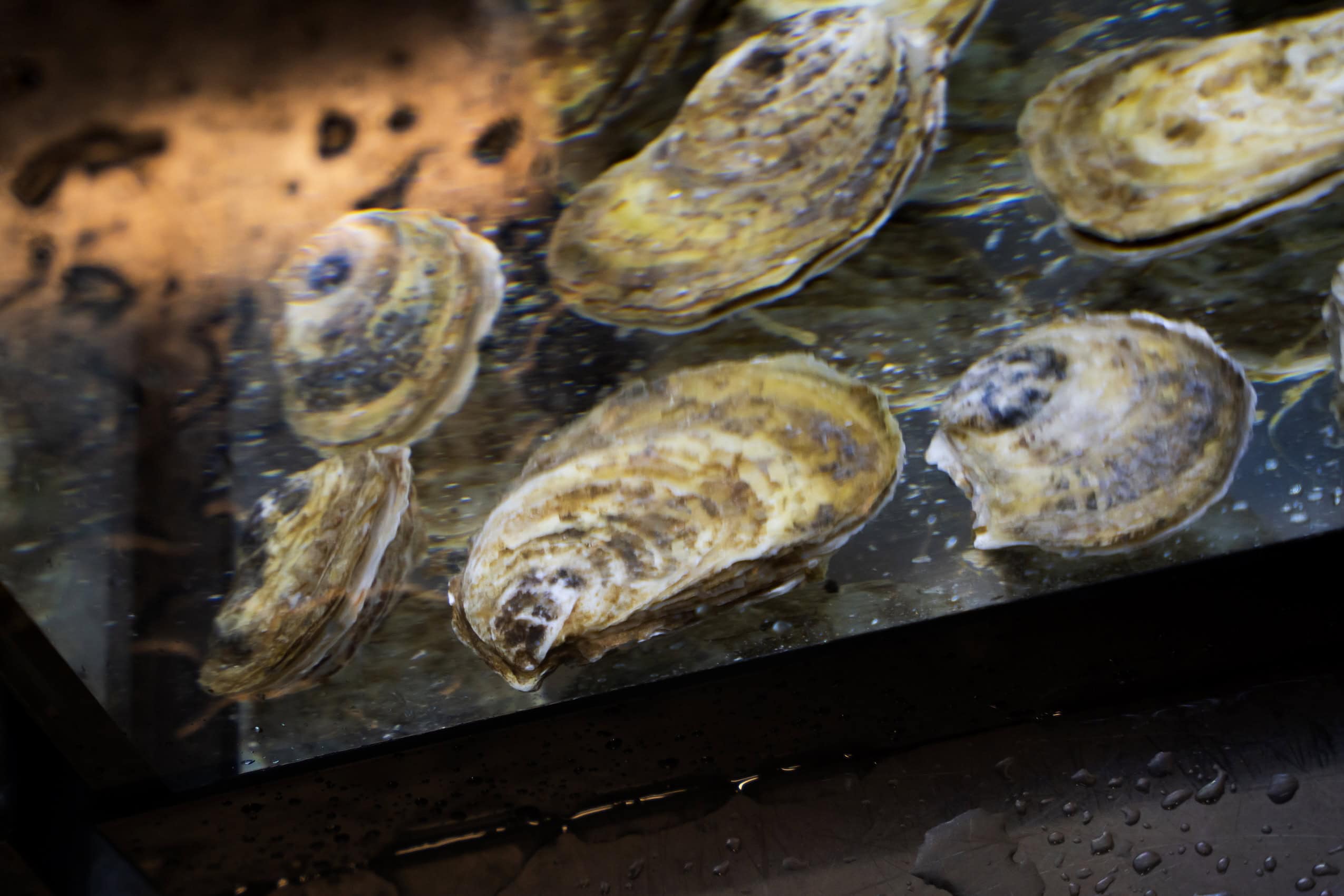 Close-up on oysters in a tank.