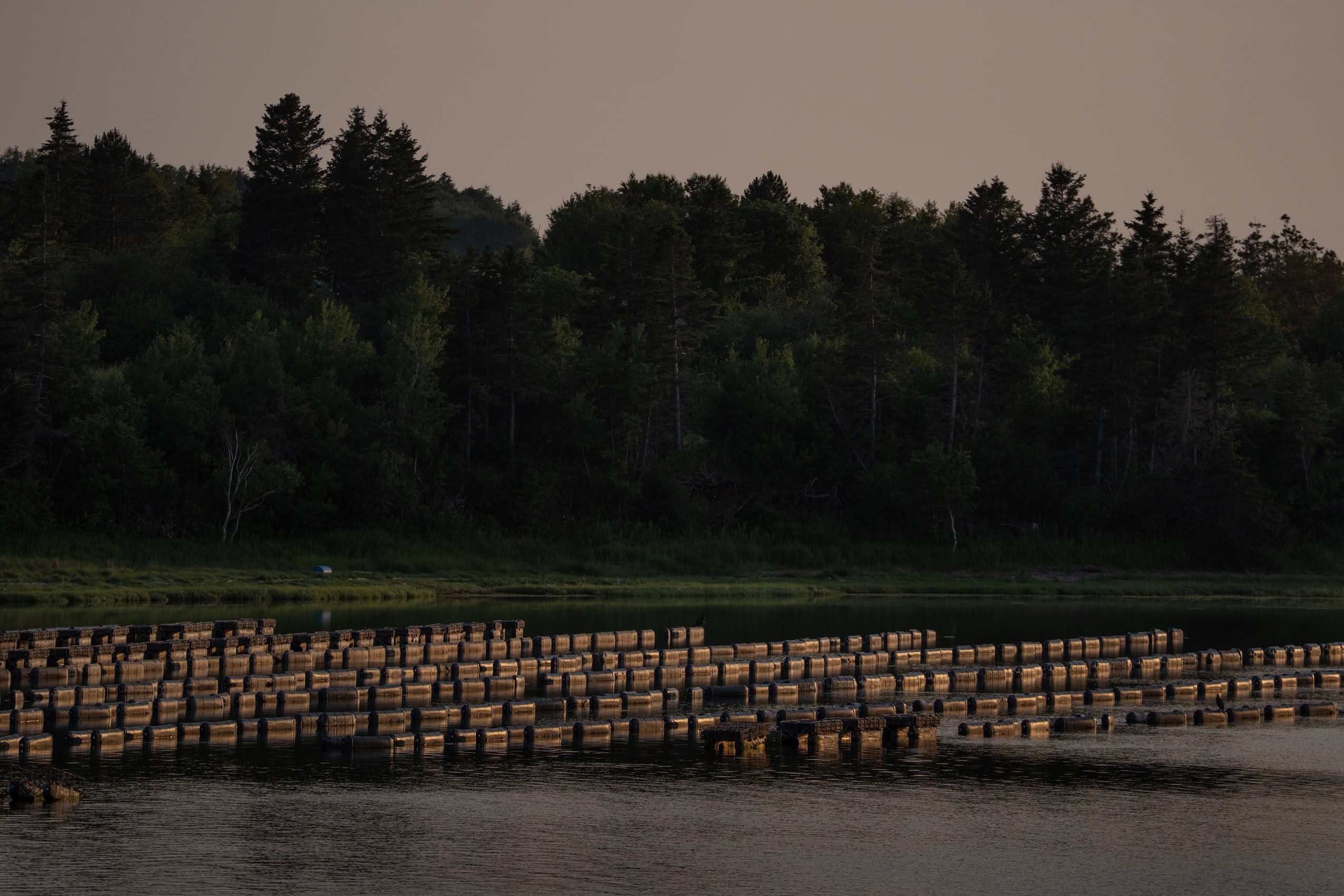 Oyster cages line a water bank at sunset.