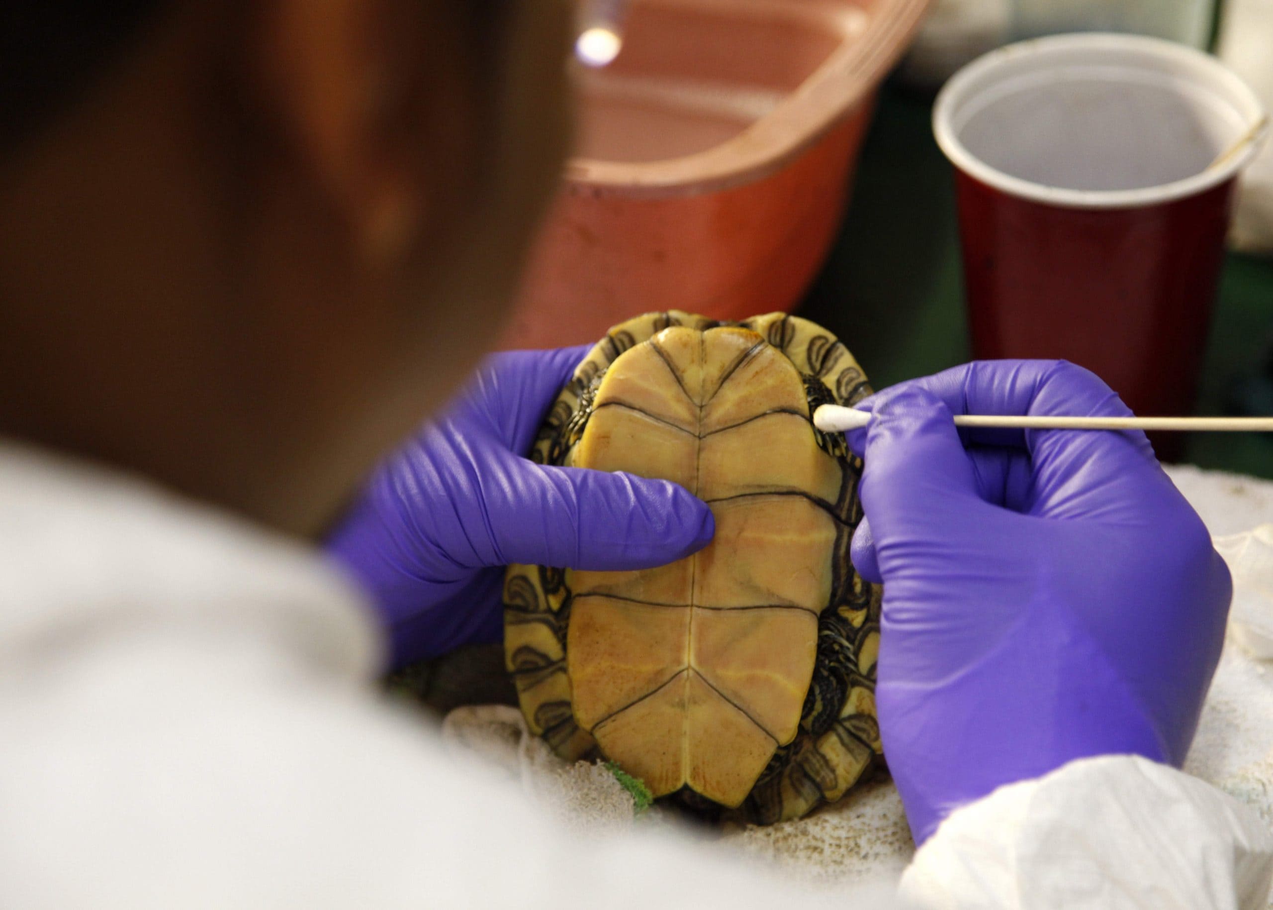 A man wearing rubber gloves cleans a turtle that has oil stuck in its shell with a cotton swab