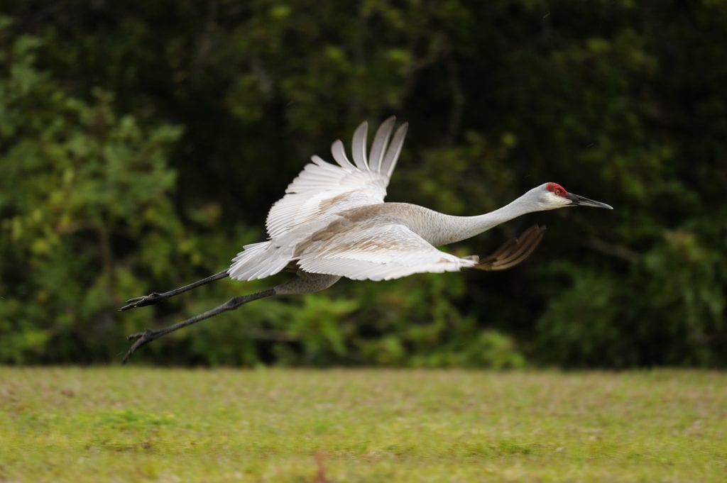 Sandhill crane flies in Venice, Florida, USA