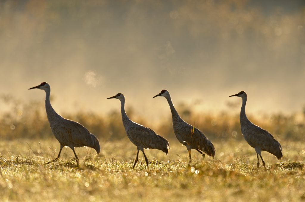 Ontario’s hunt reopens for once-threatened bird