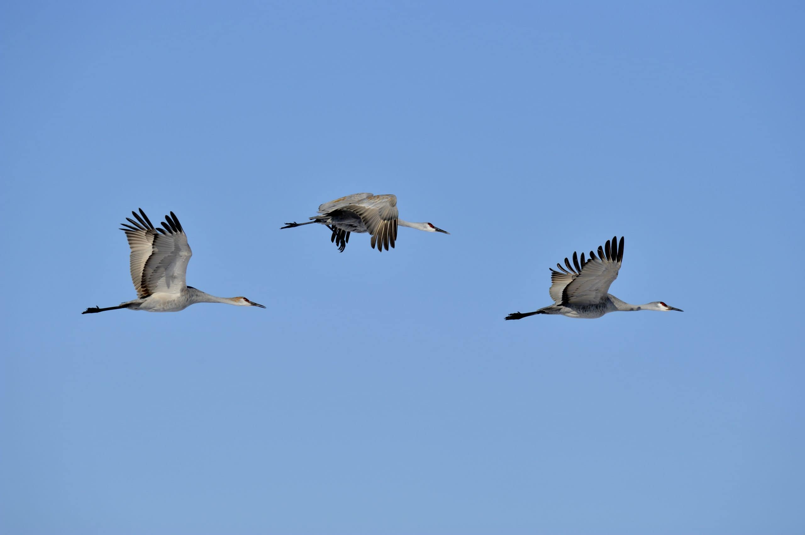 Sandhill Cranes fly over Bosque del Apache NWR, New Mexico, USA