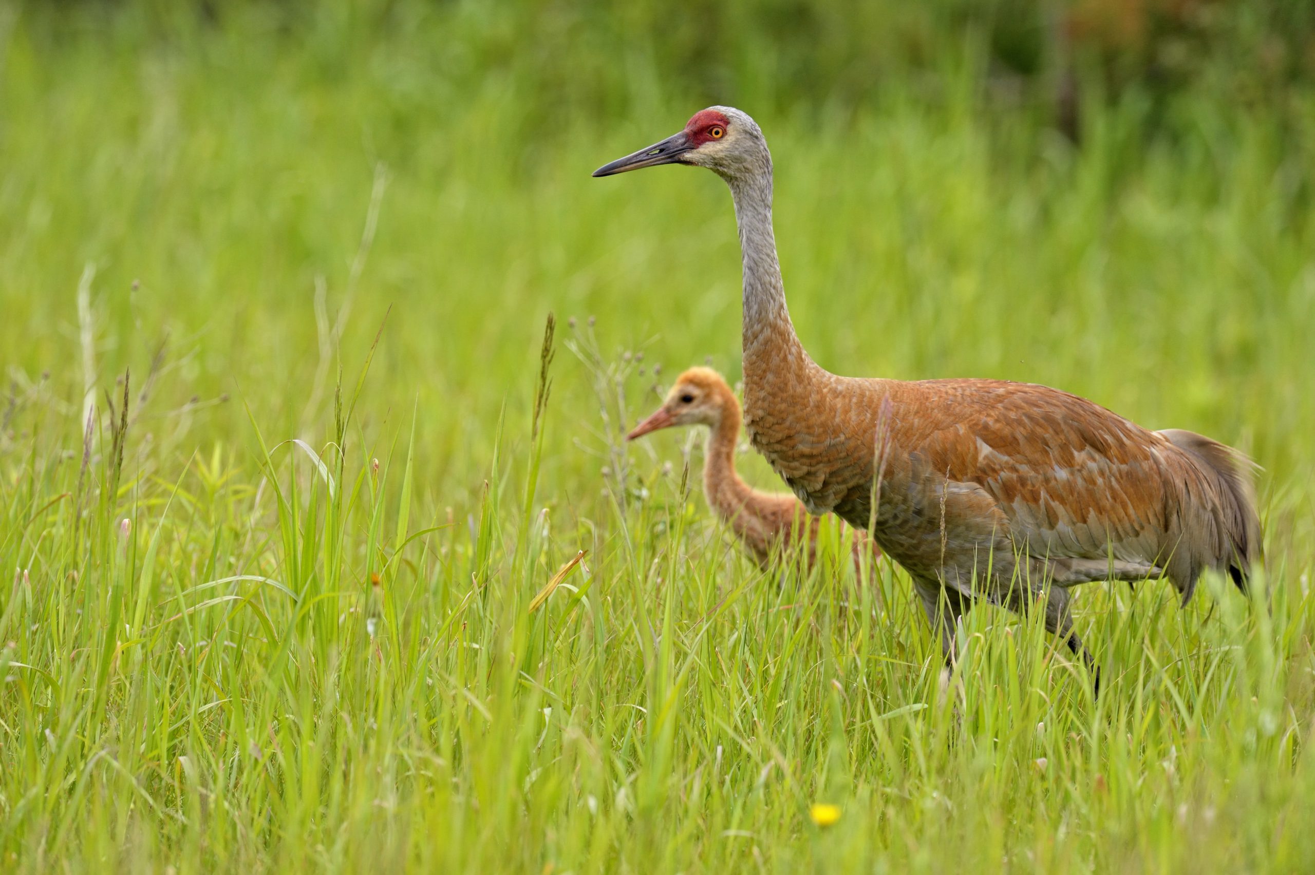 Sandhill crane, adult and young, in Munising, Michigan, USA