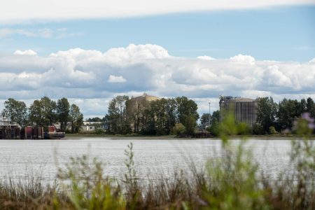 Some plants in the foreground with a river and then buildings and clouds in the background