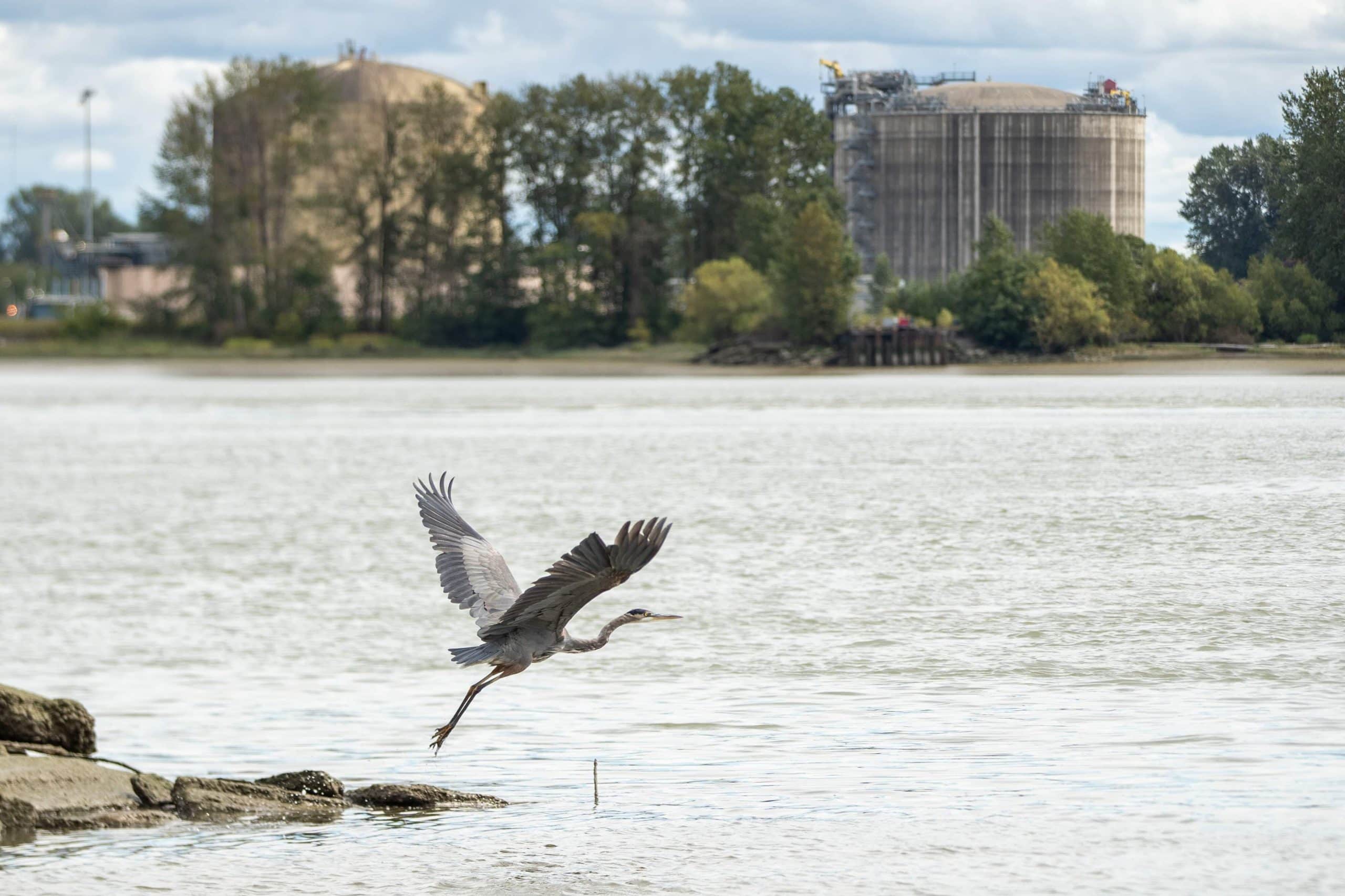 A heron takes flight over a river with an industrial building in the background
