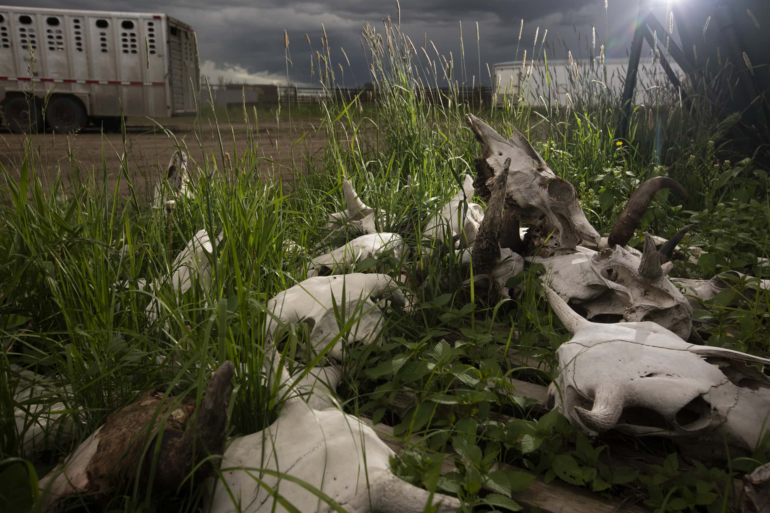 A pile of bison skulls lay in the grass on a ranch in Alberta.