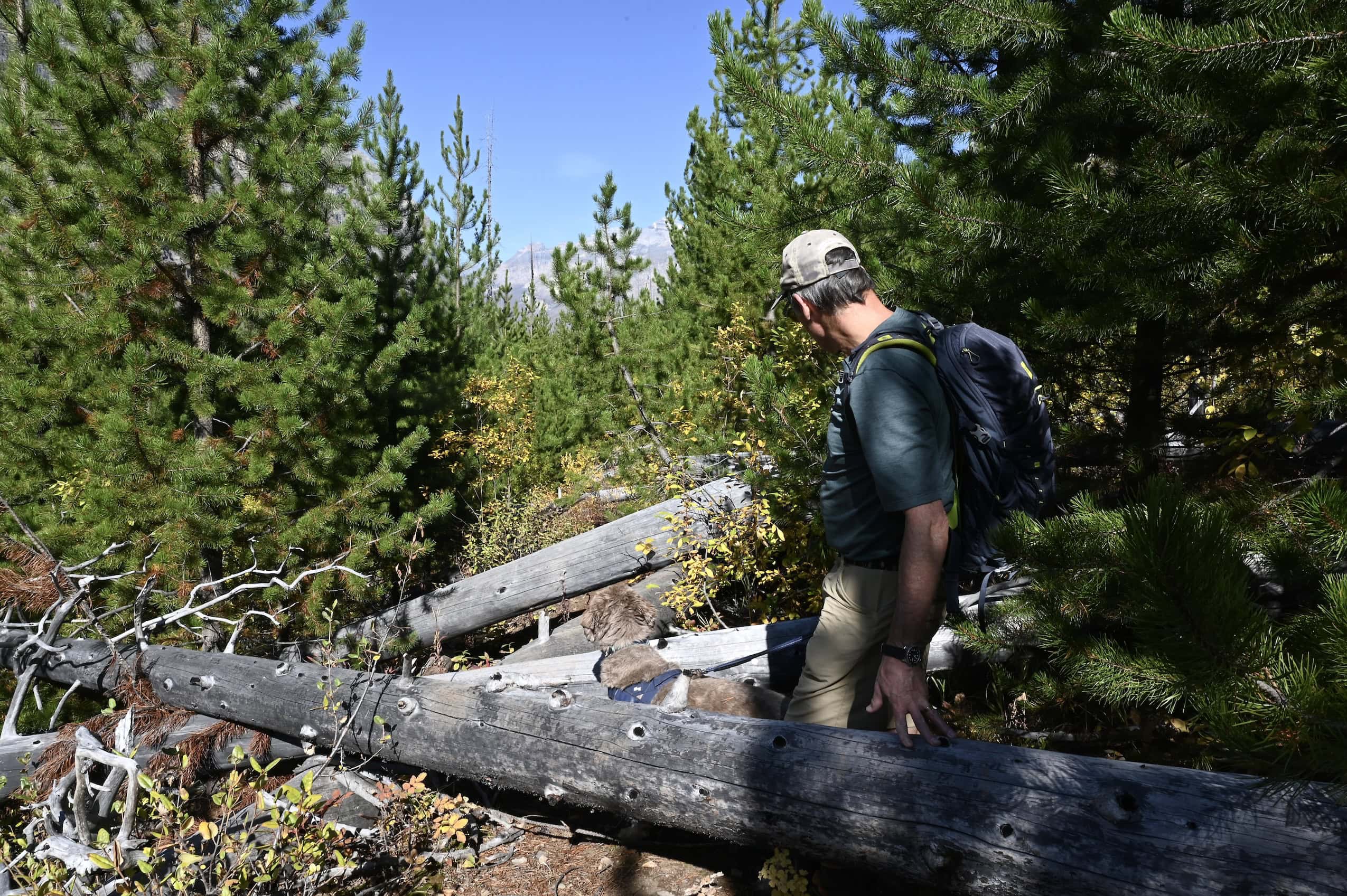 A hiker and his dog navigate a backcountry hiking trail that is strewn with fallen tree trunks.