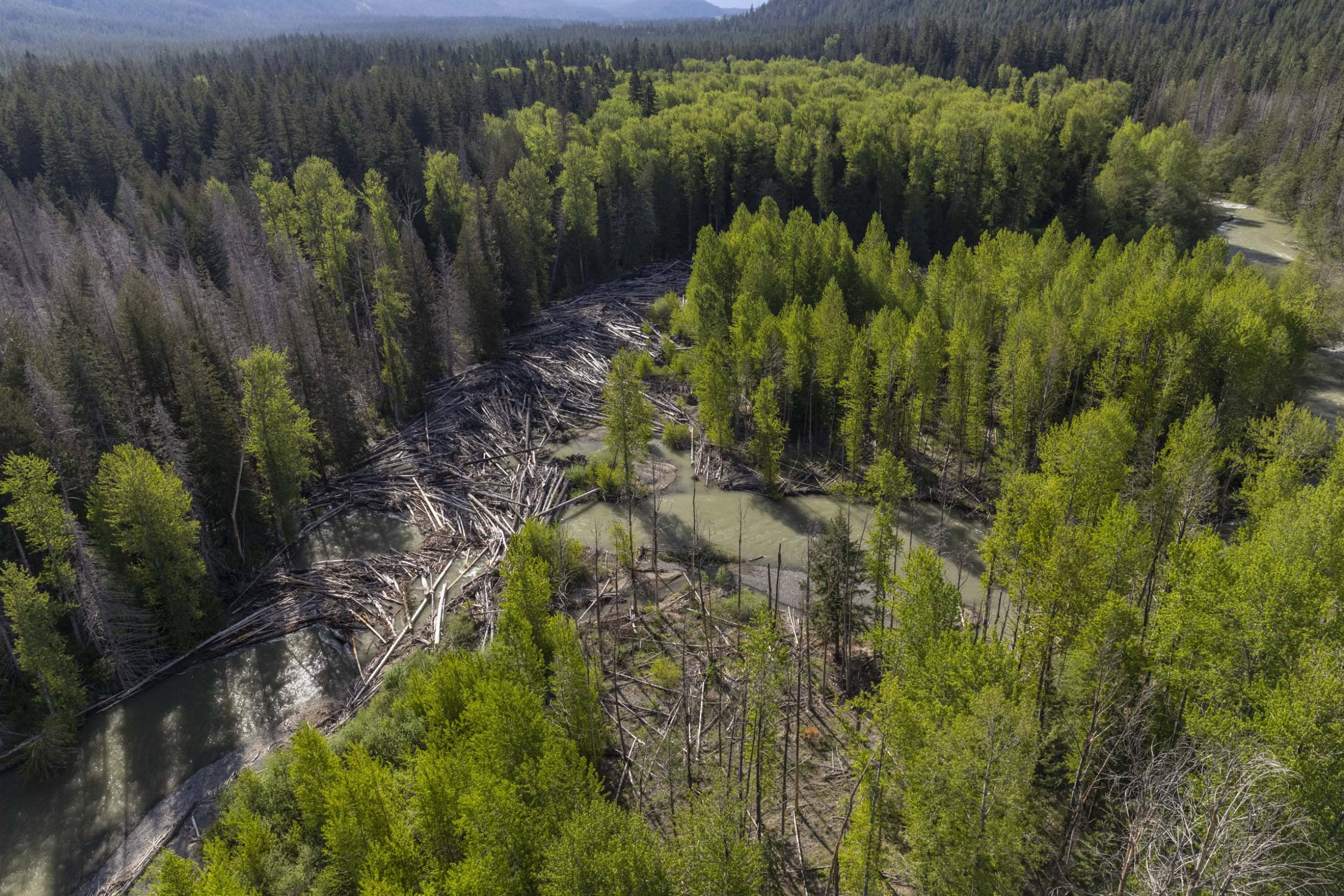An aerial view of felled tree trunks and other wood debris in a river channel.