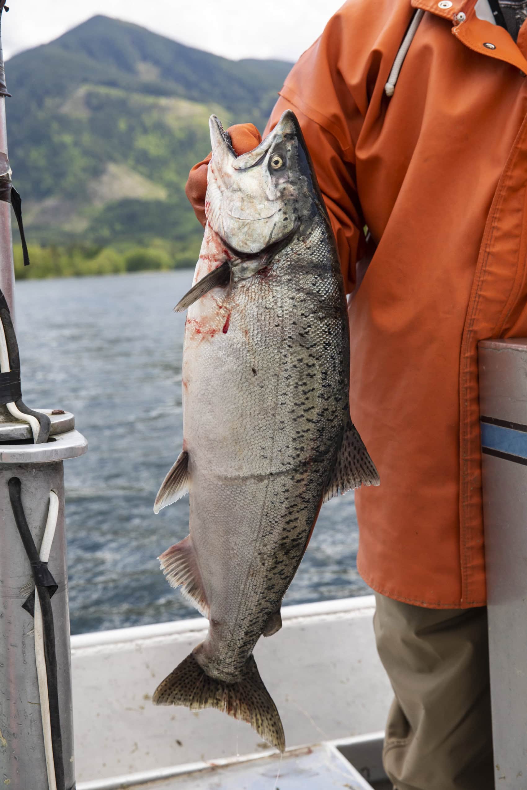A closeup image of of a Chinook salmon being held by a fisher on a boat.