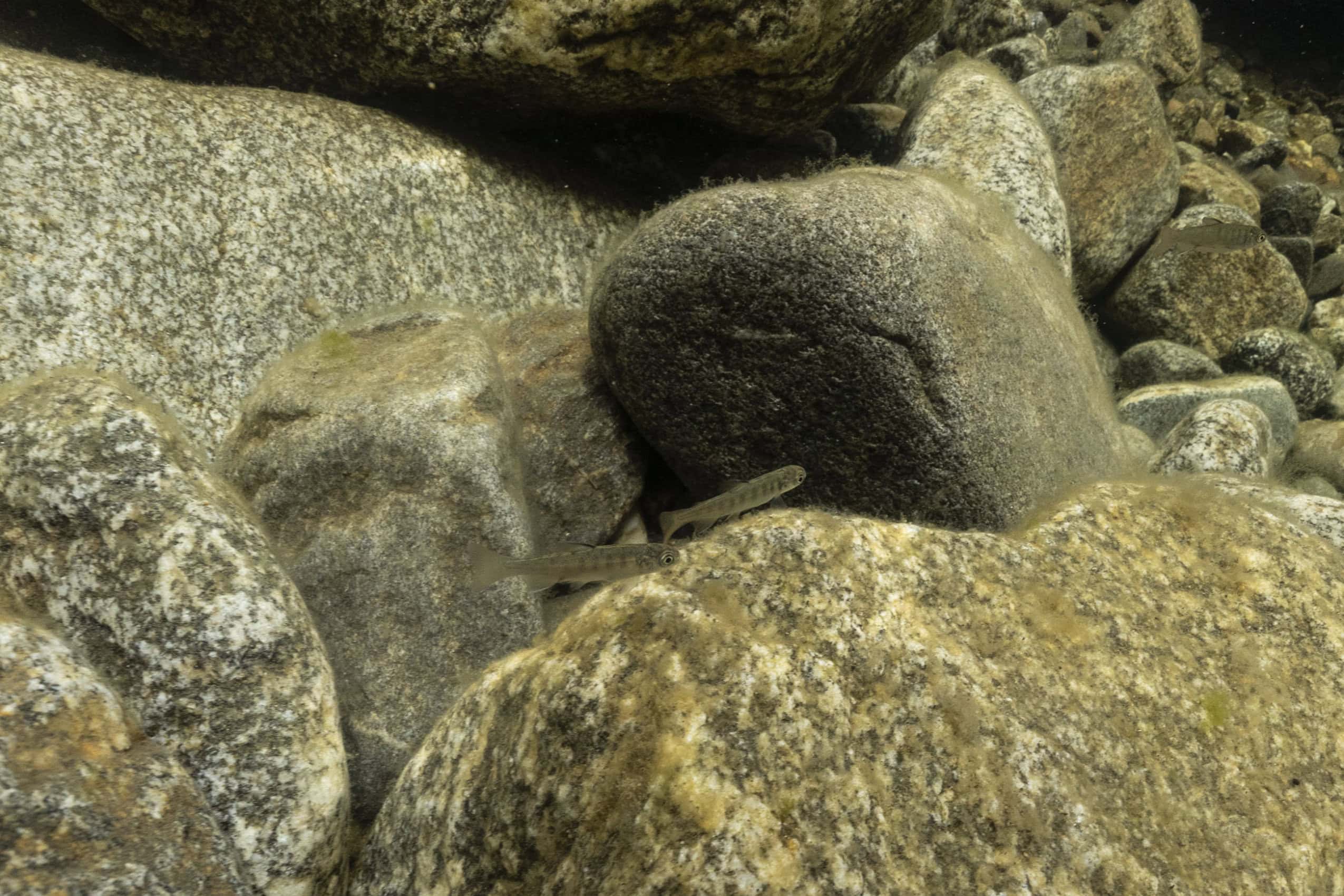 Two small salmon fry swim among some rocks.