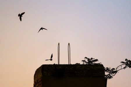Three birds flying over a chimney are silhouetted over a dusk sky