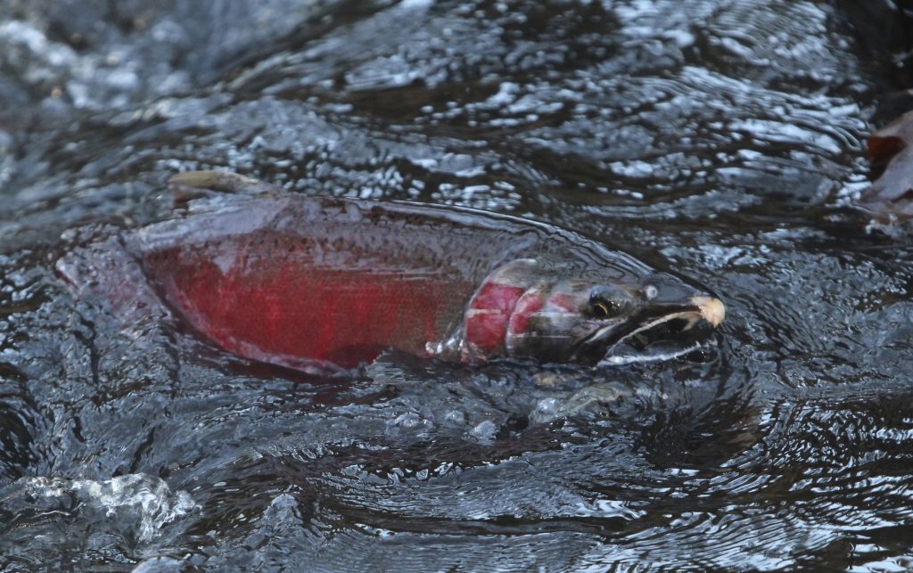 A red coho salmon swimming in tumultuous waters.
