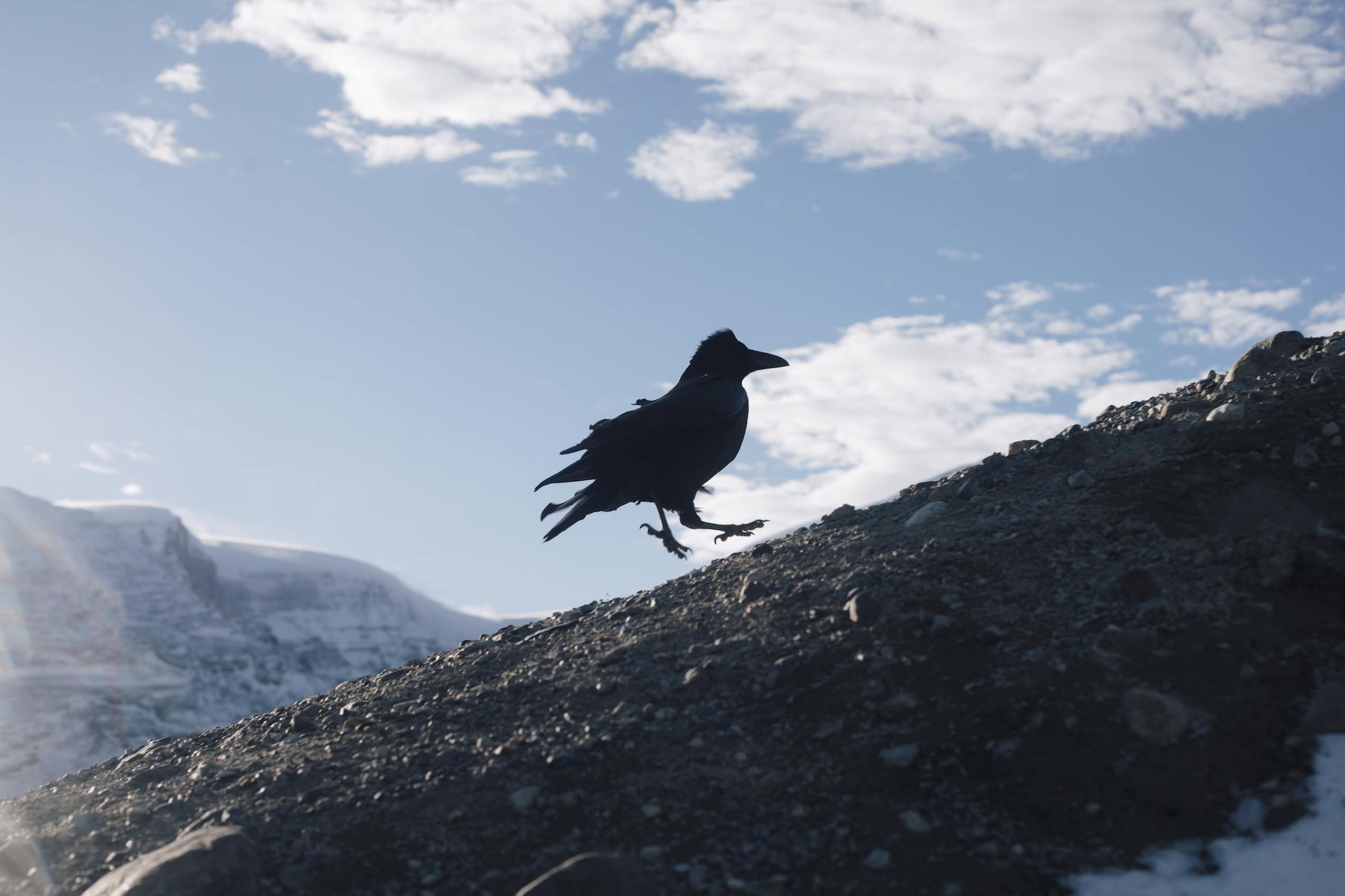 A crow scrambles up a steep, rocky incline, with a snowy mountain in the background.