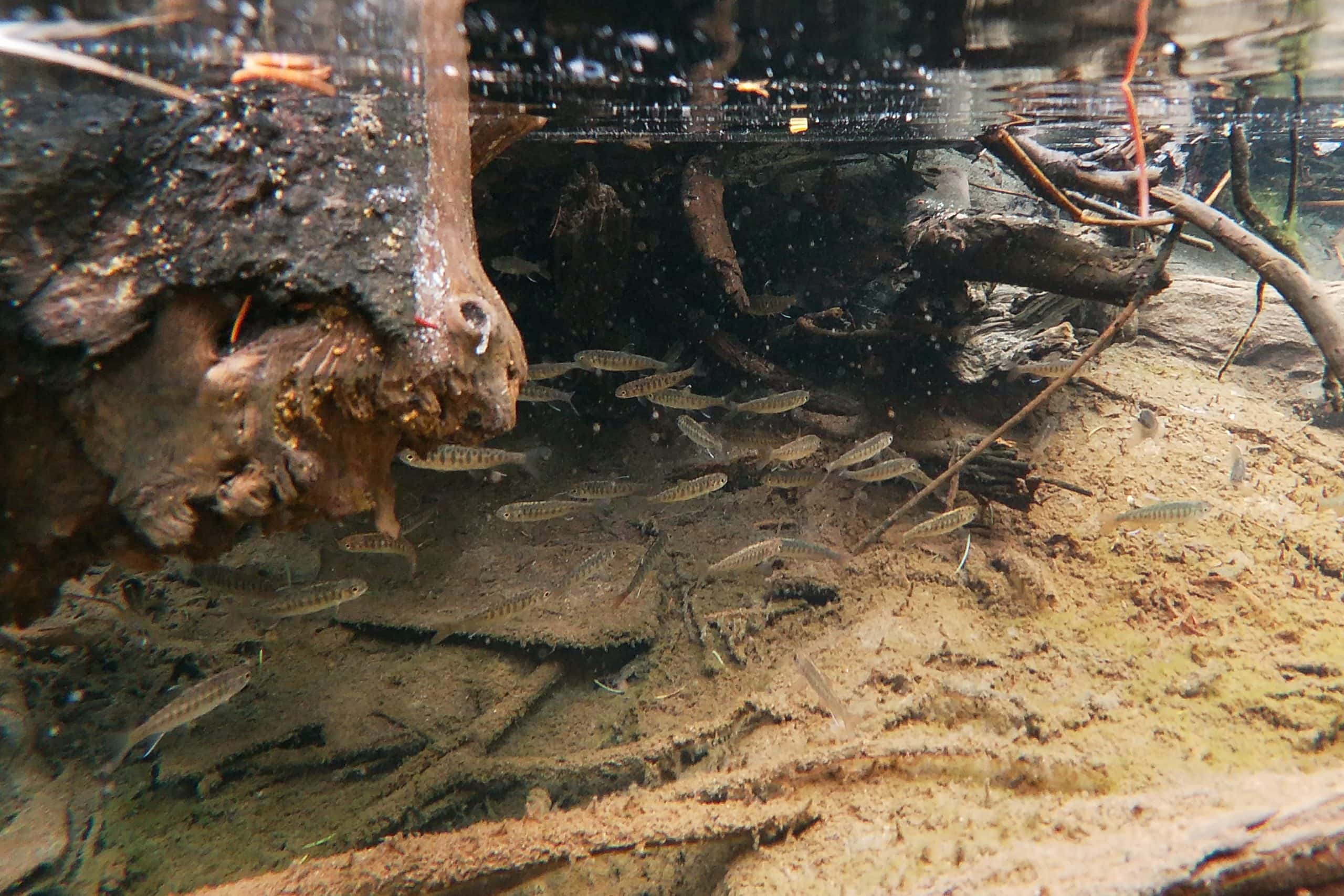 Juvenile coho salmon swim in a river.