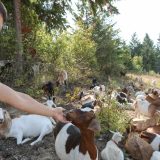 A helper greets one of the wildfire fighting goats in Kanaka Bar, B.C.