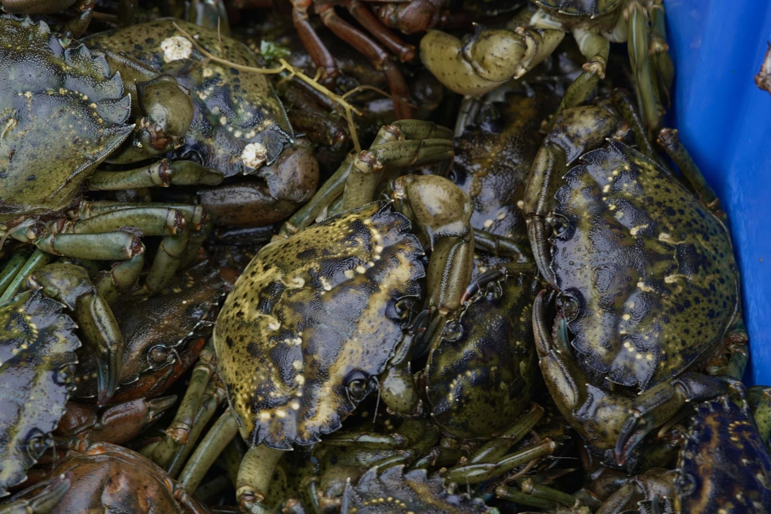 A close up shot of green crabs in a blue bucket.