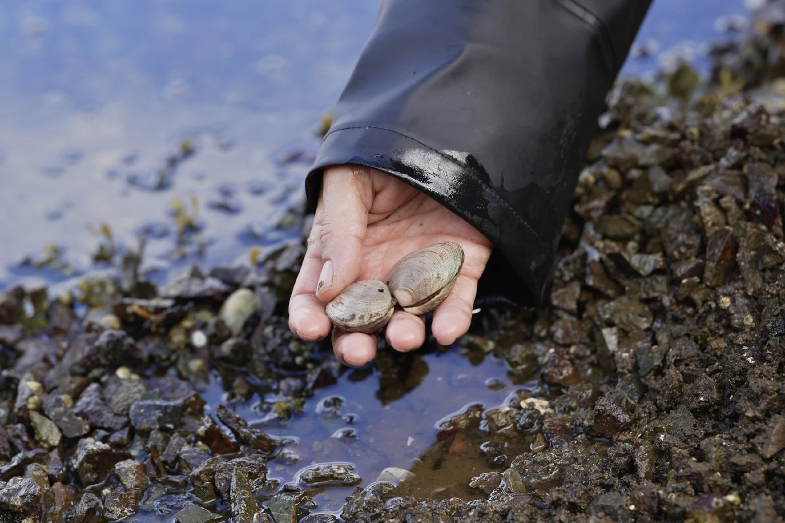 A hand holds two manila clams above wet rocks.