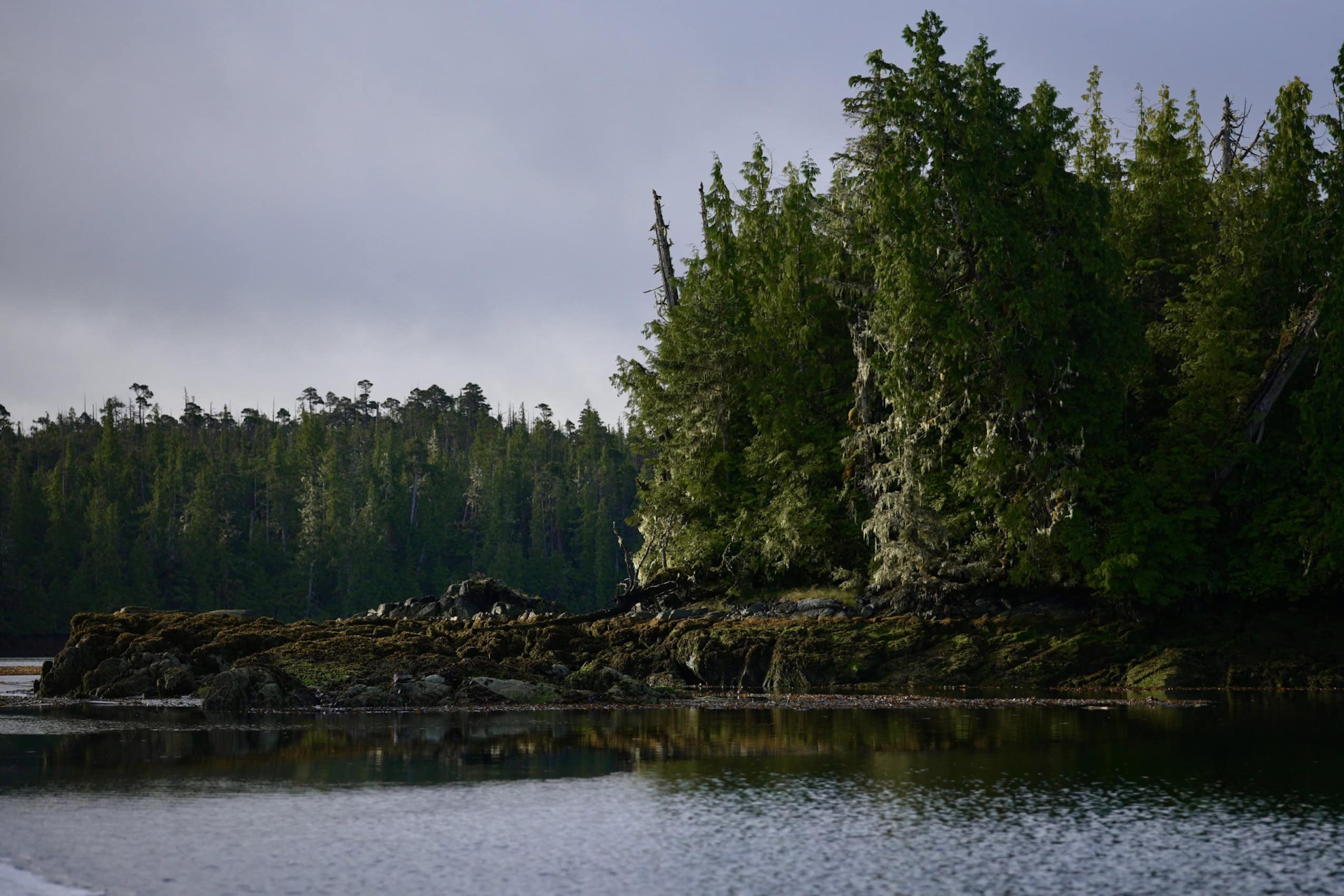 Water surrounds a tree lined rock bed on Heiltsuk territory.