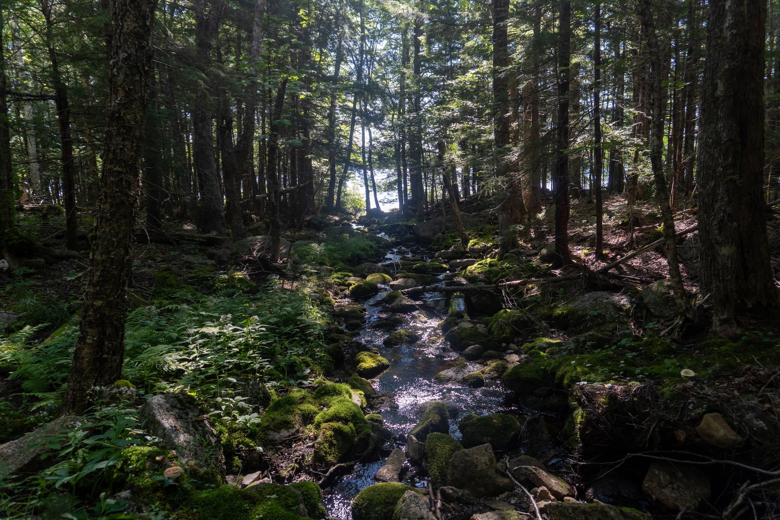 A stream flows through a forest.