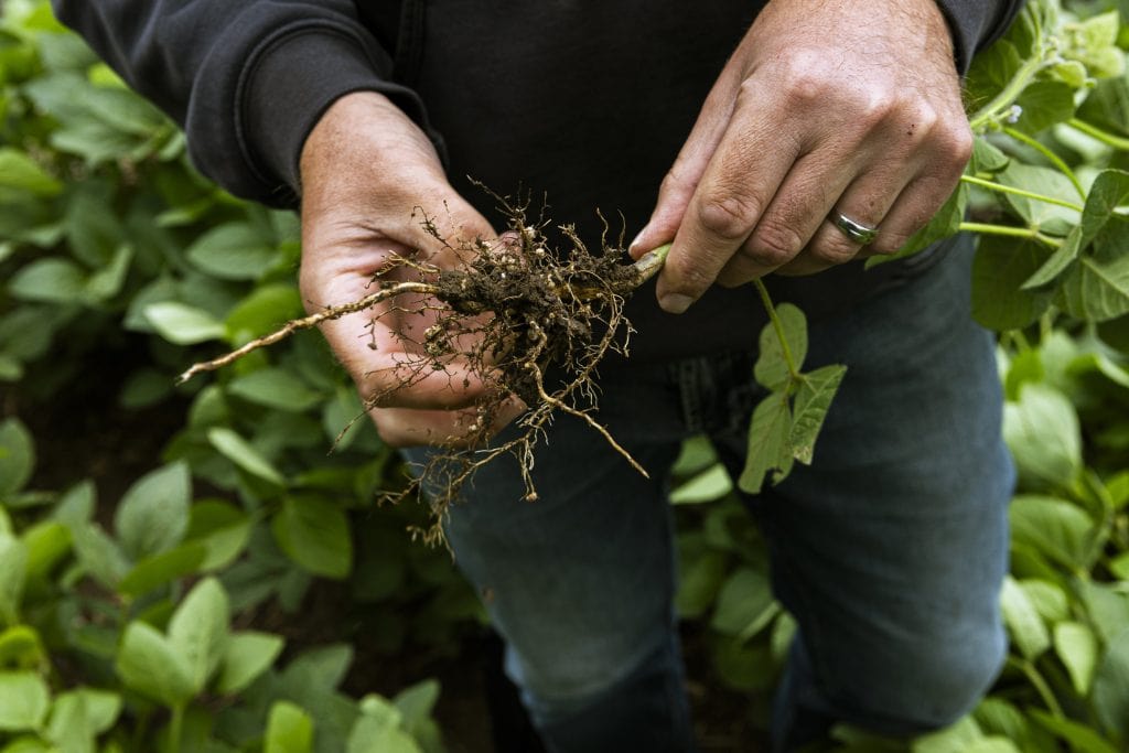 Norm Lamothe stands in his soybean field, holding a plant and shovel