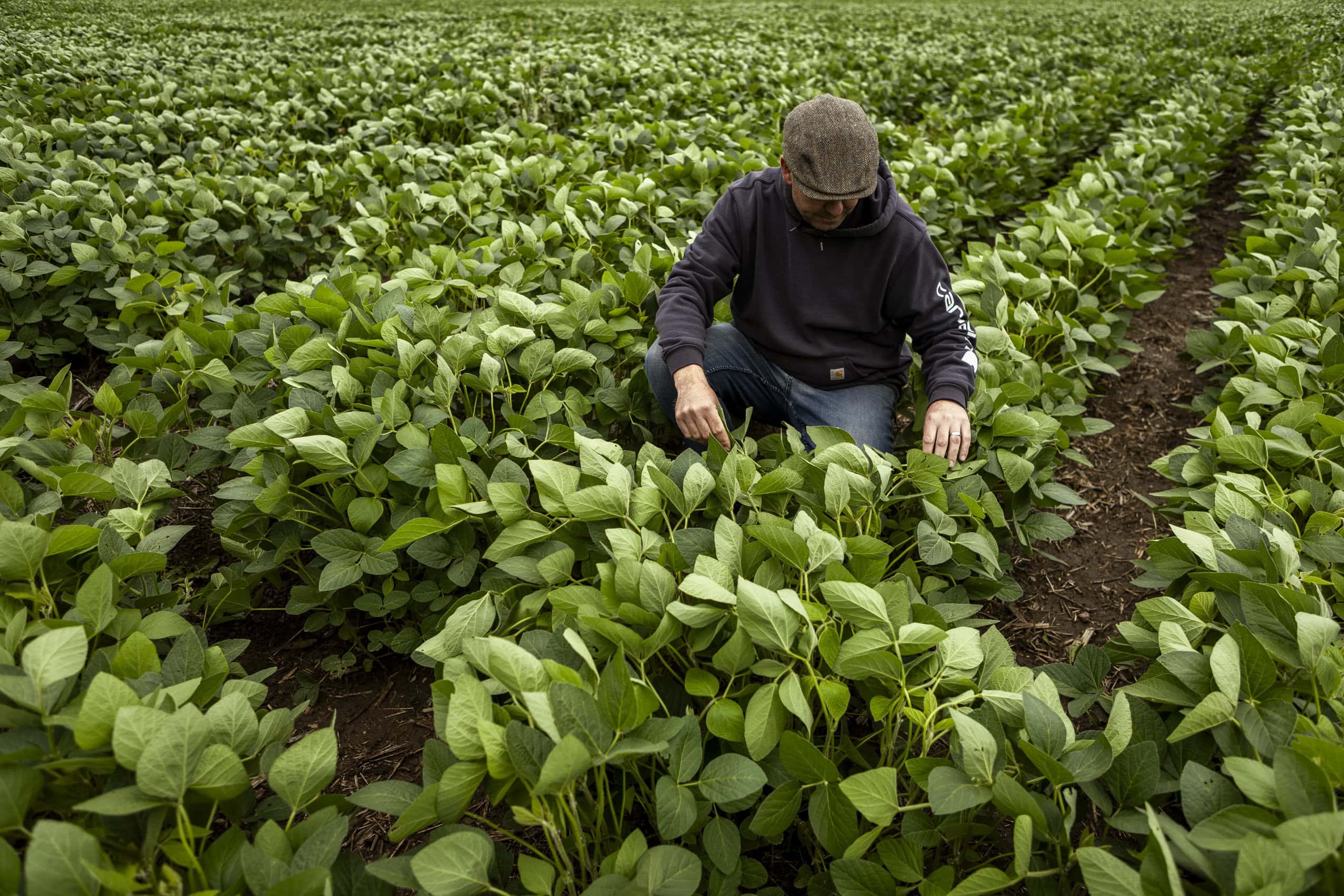 A man squats down on a farm field between rows of plants