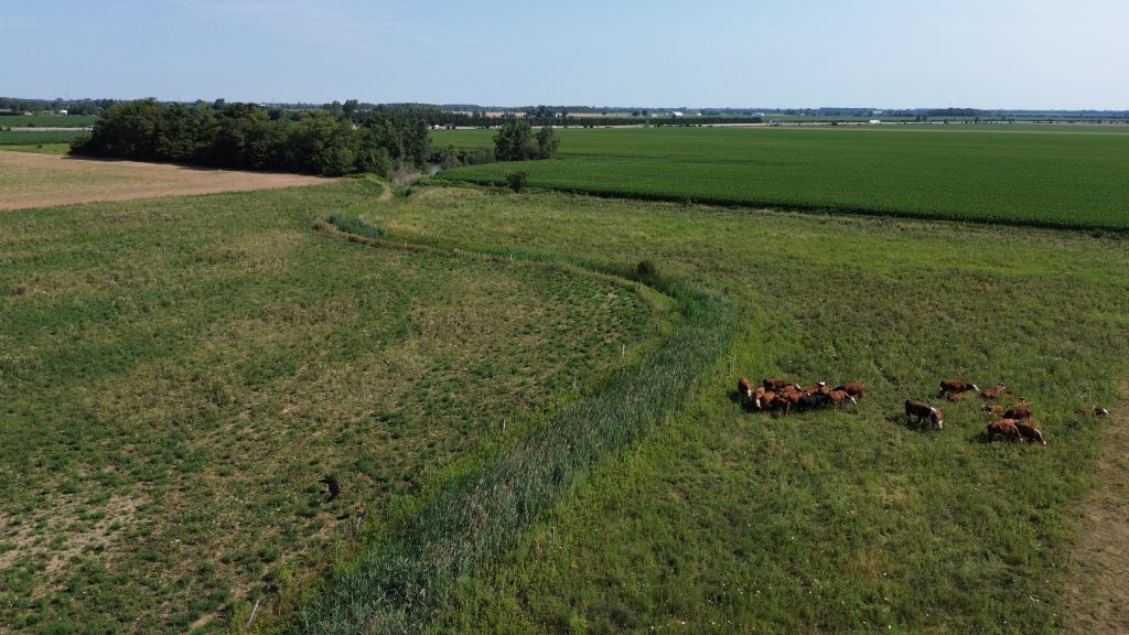 Aerial view of cows gathered in a farm field with crops growing in neighbouring fields