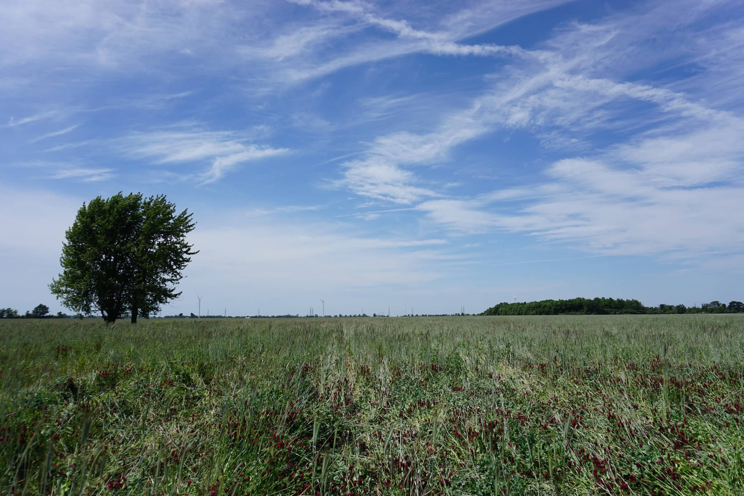 An expanse of farm with a tall tree on the left side of the frame