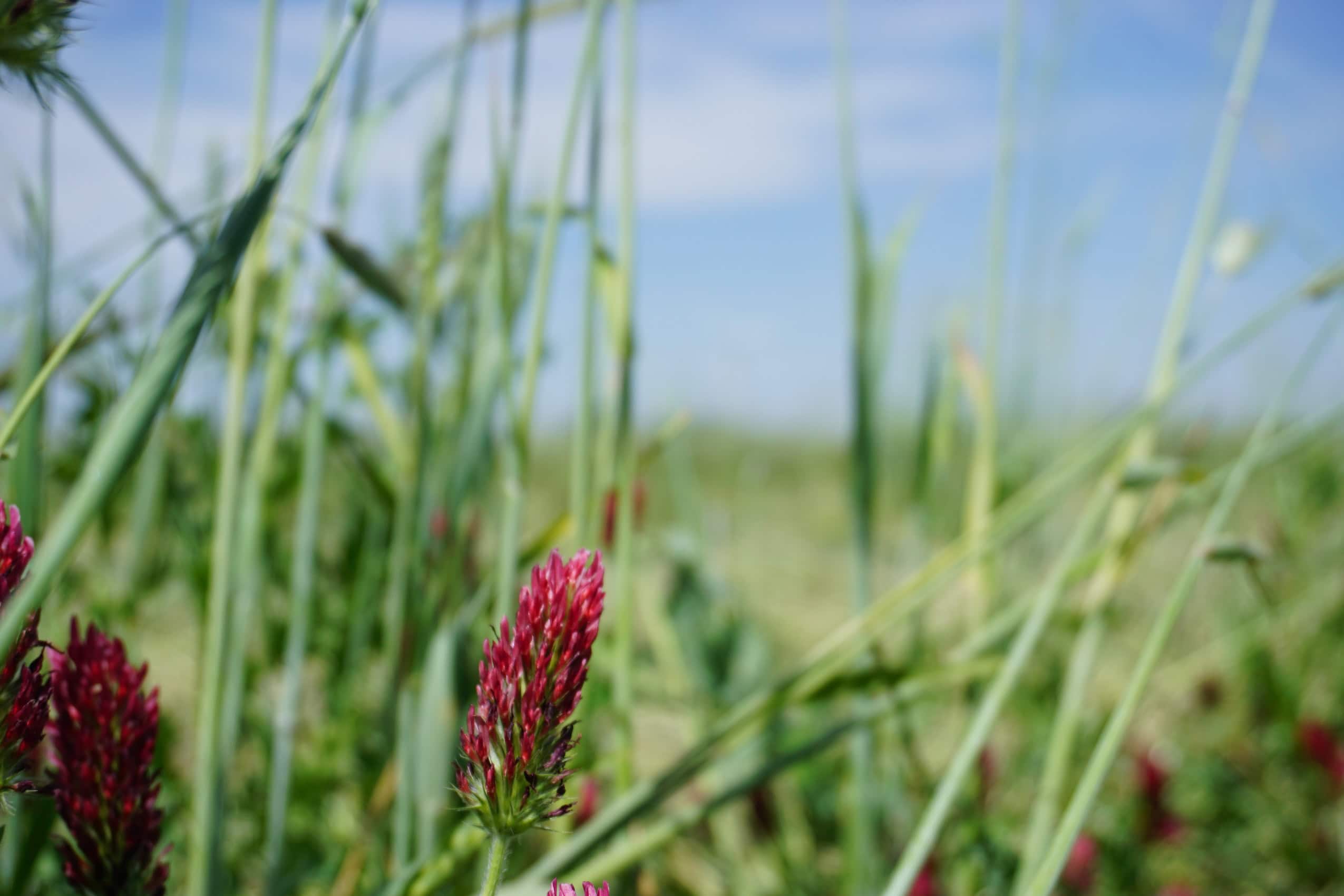 A bright pink flower grows in a tallgrass prairie under blue sky