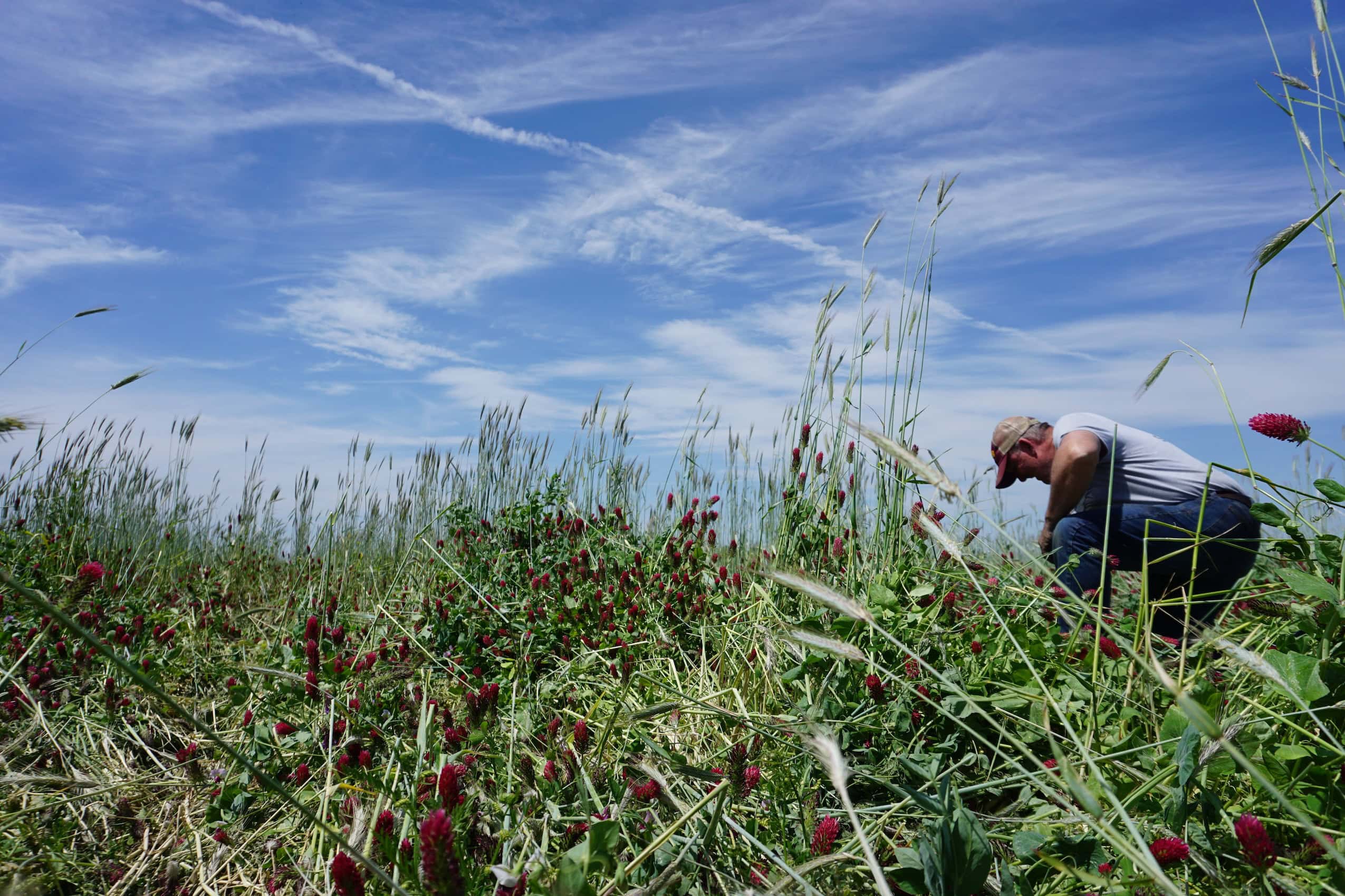 Blake Vince bends down in a tallgrass prairie, under blue skies