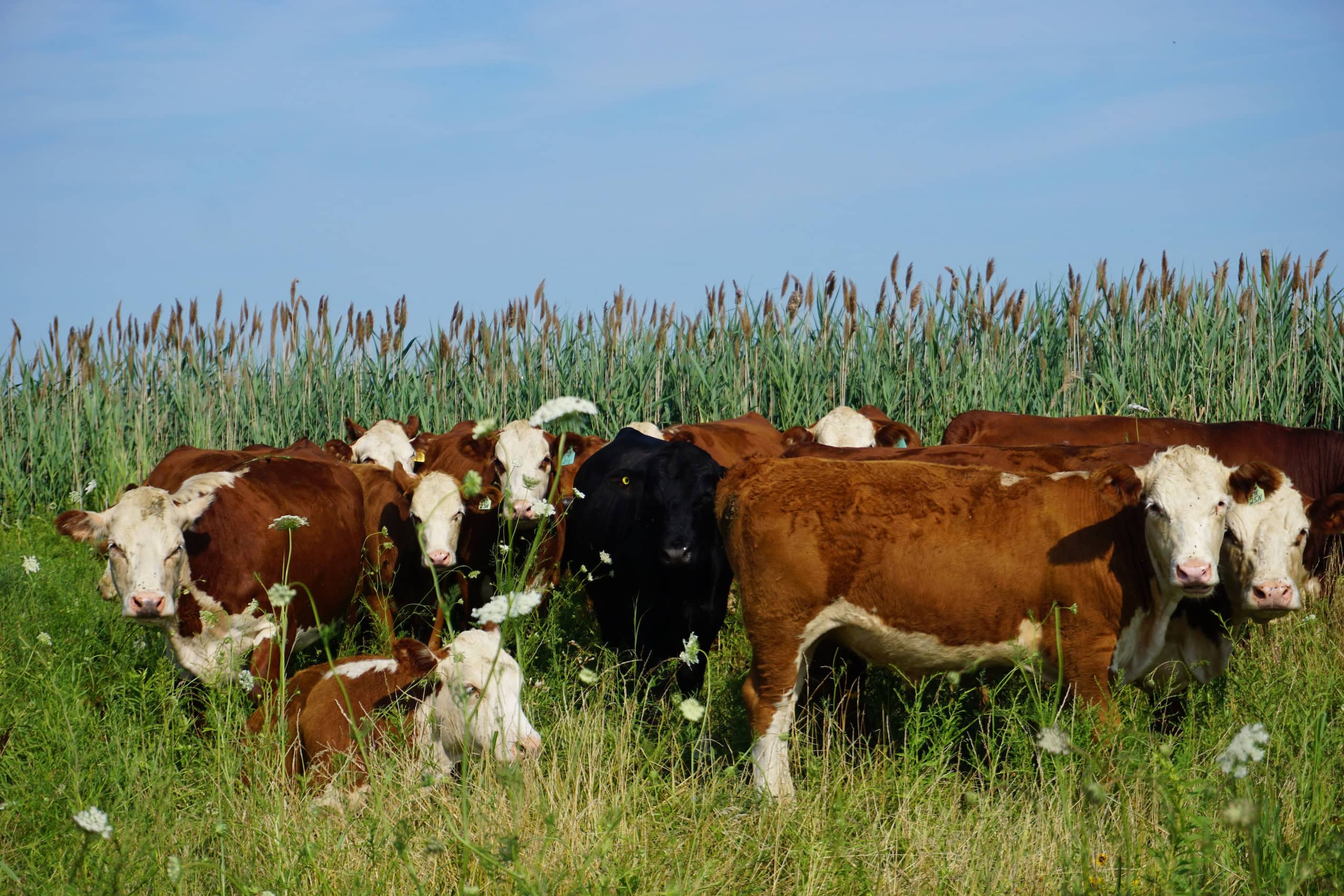 A herd of cattle graze in tall grass