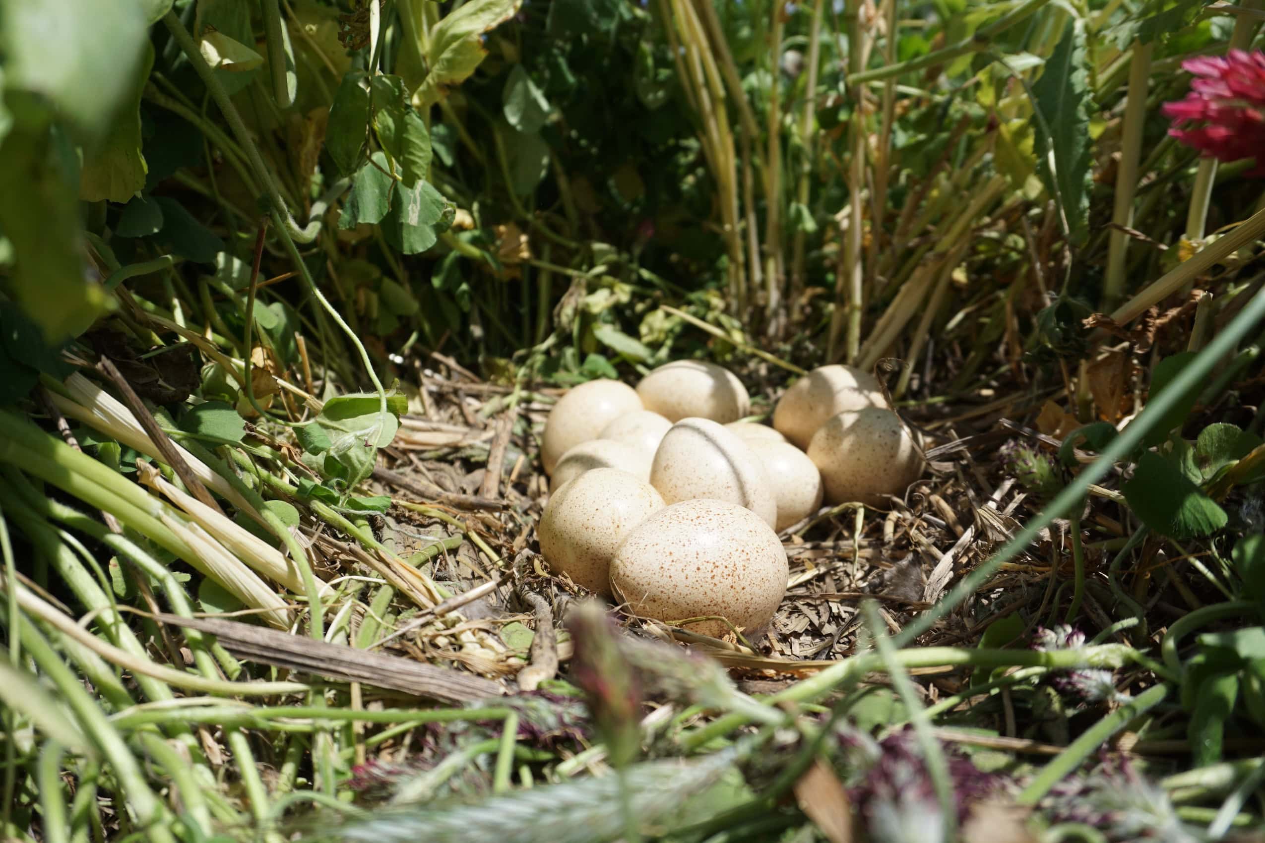 A clutch of turkey eggs in tall grass