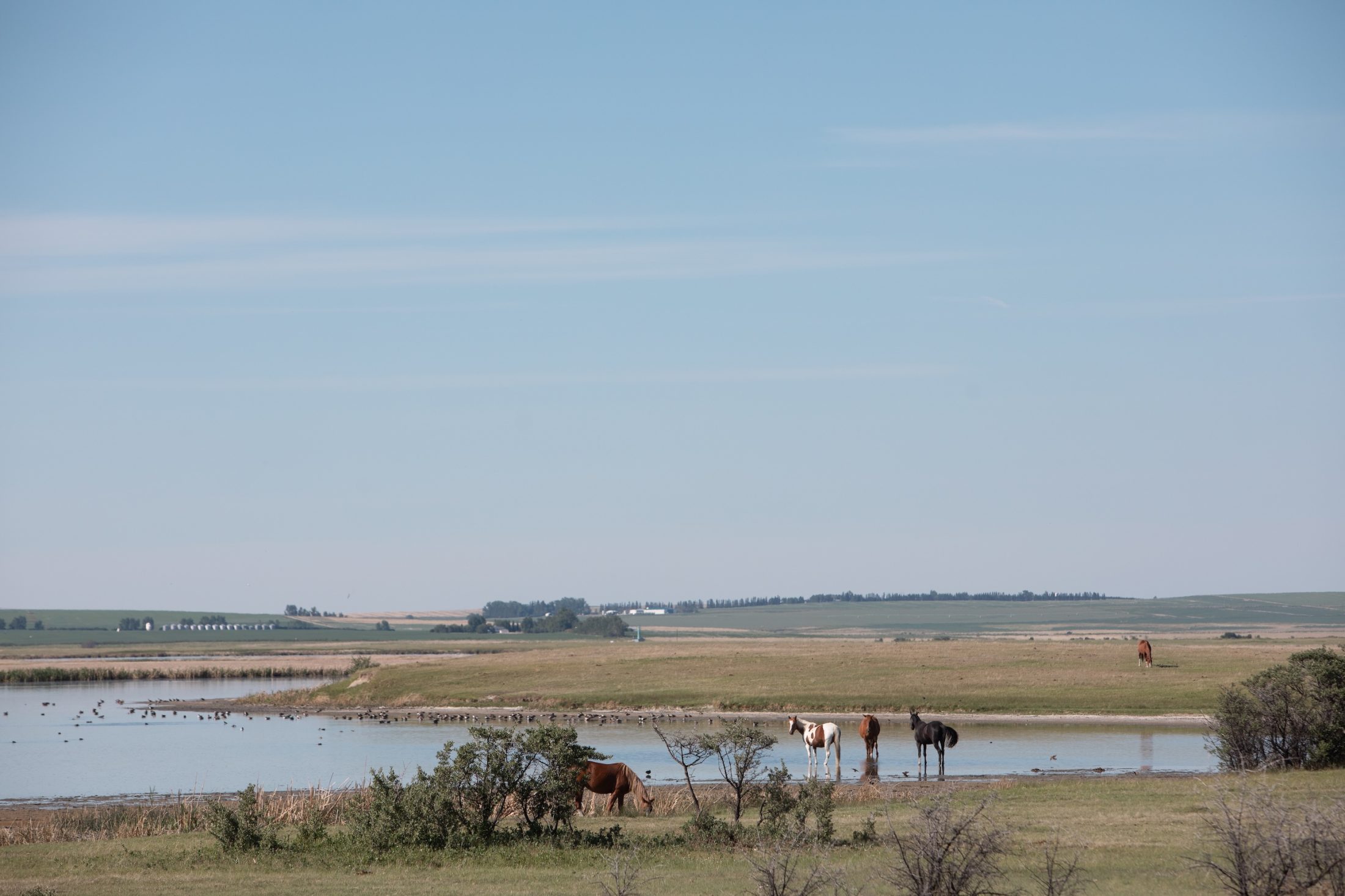 Two horses stand along a marsh on a riverbank.