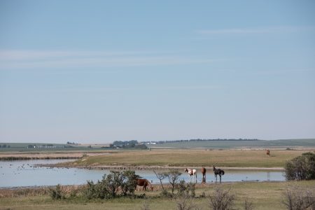 Two horses stand along a marsh on a riverbank.