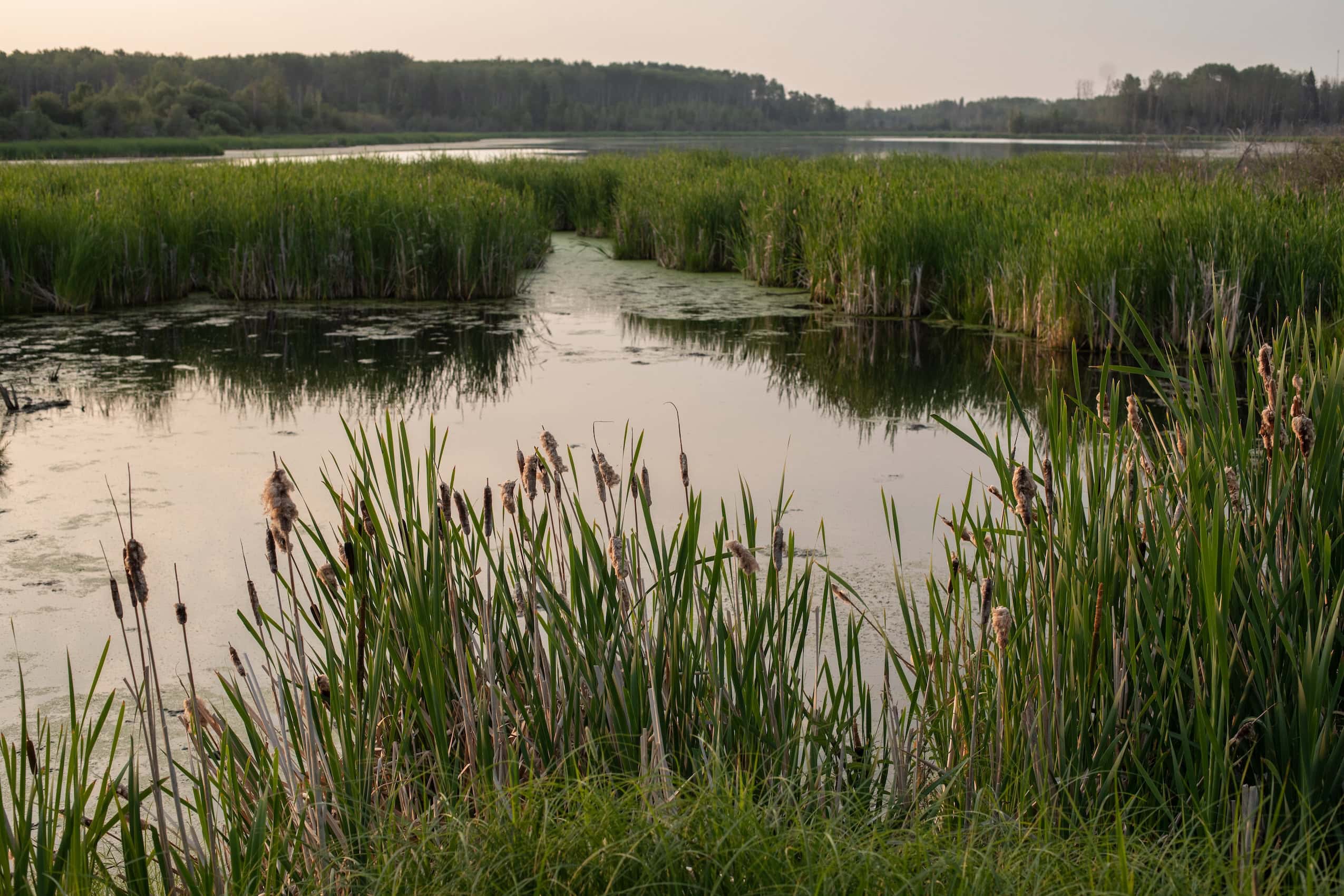 Grassy wetlands on the edge of a river.
