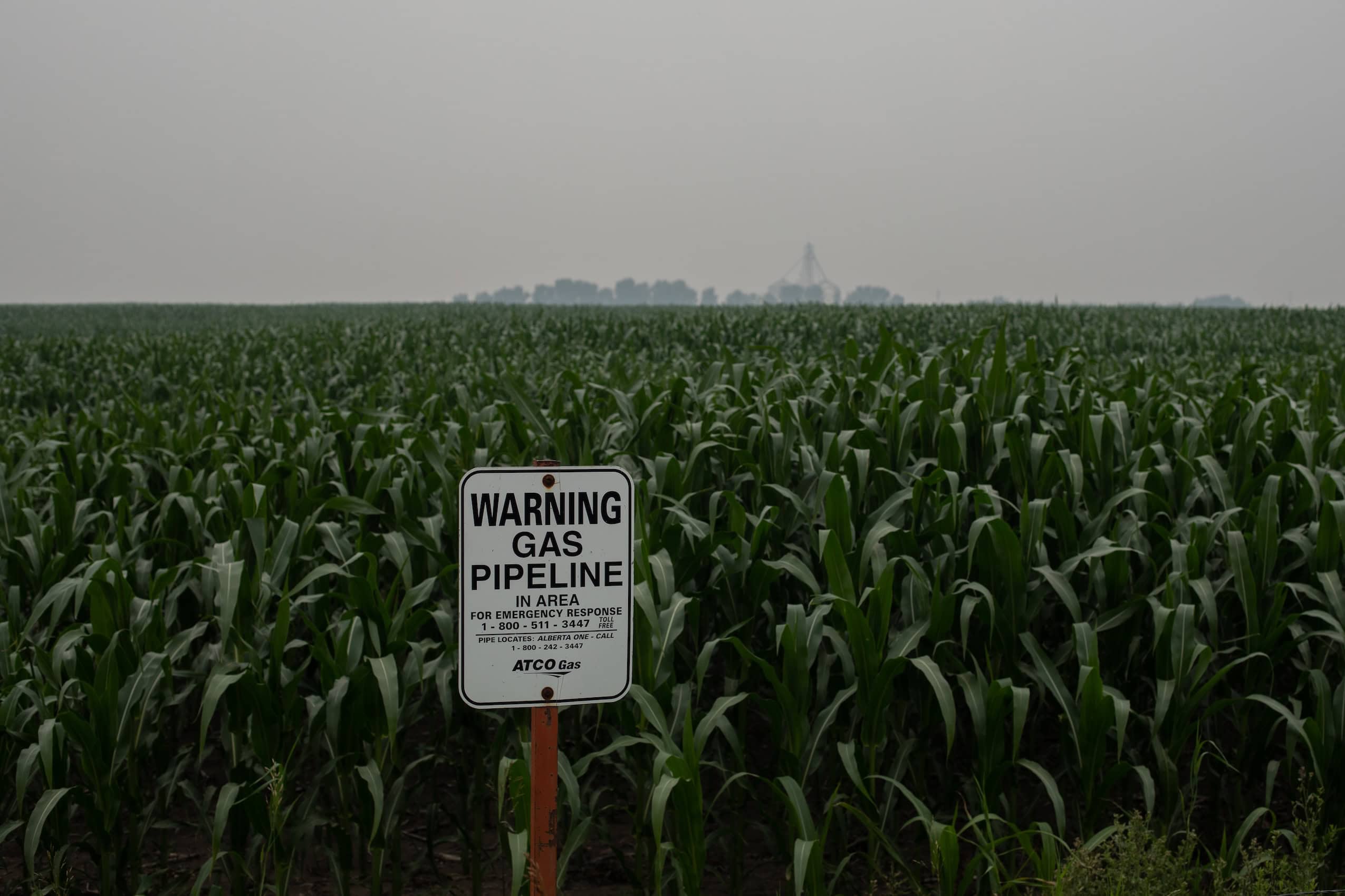 A sign reading "Warning Gas Pipeline In Area" stands in a cornfield near Camrose, Alberta.
