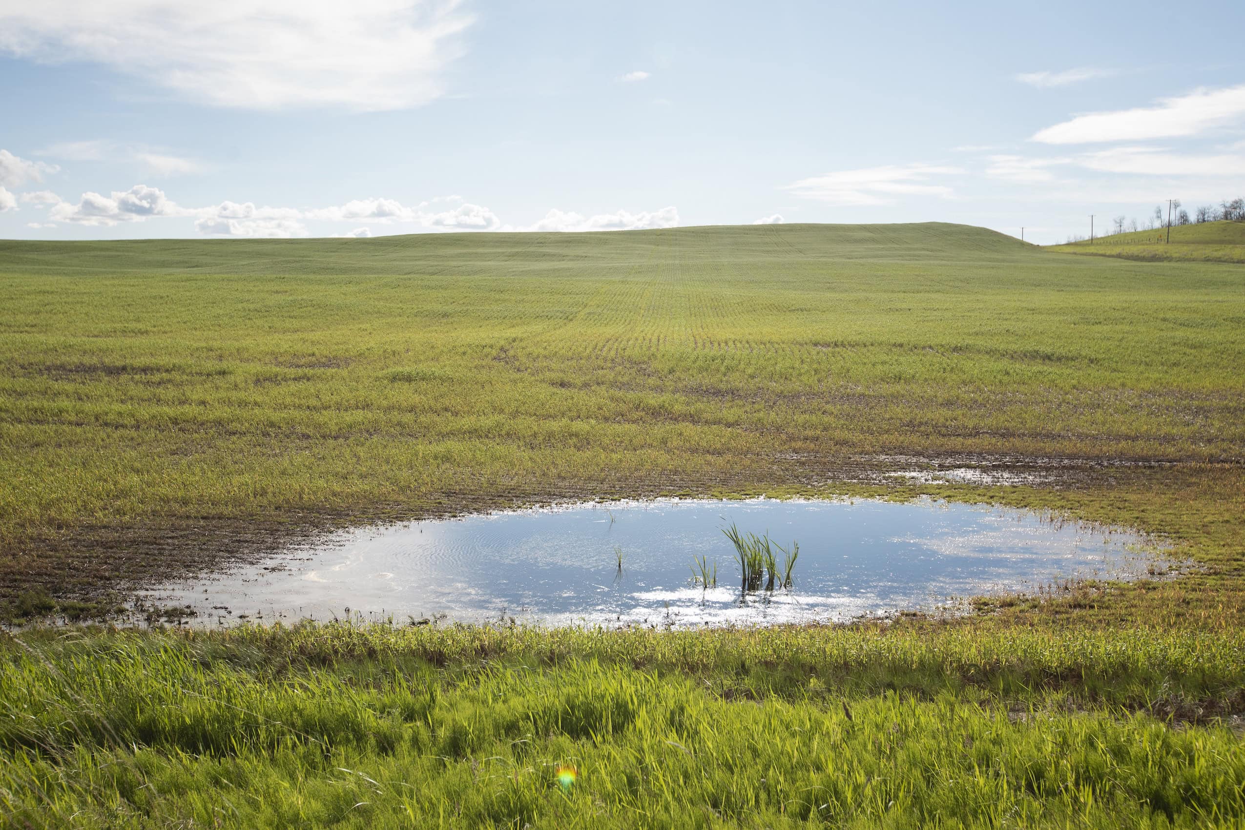 A small wetland in a large grassy meadow in sunlight.