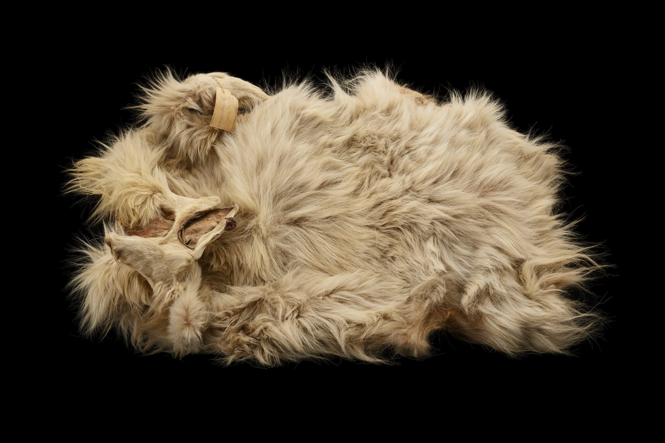 An image of a Salish woolly dog pelt.